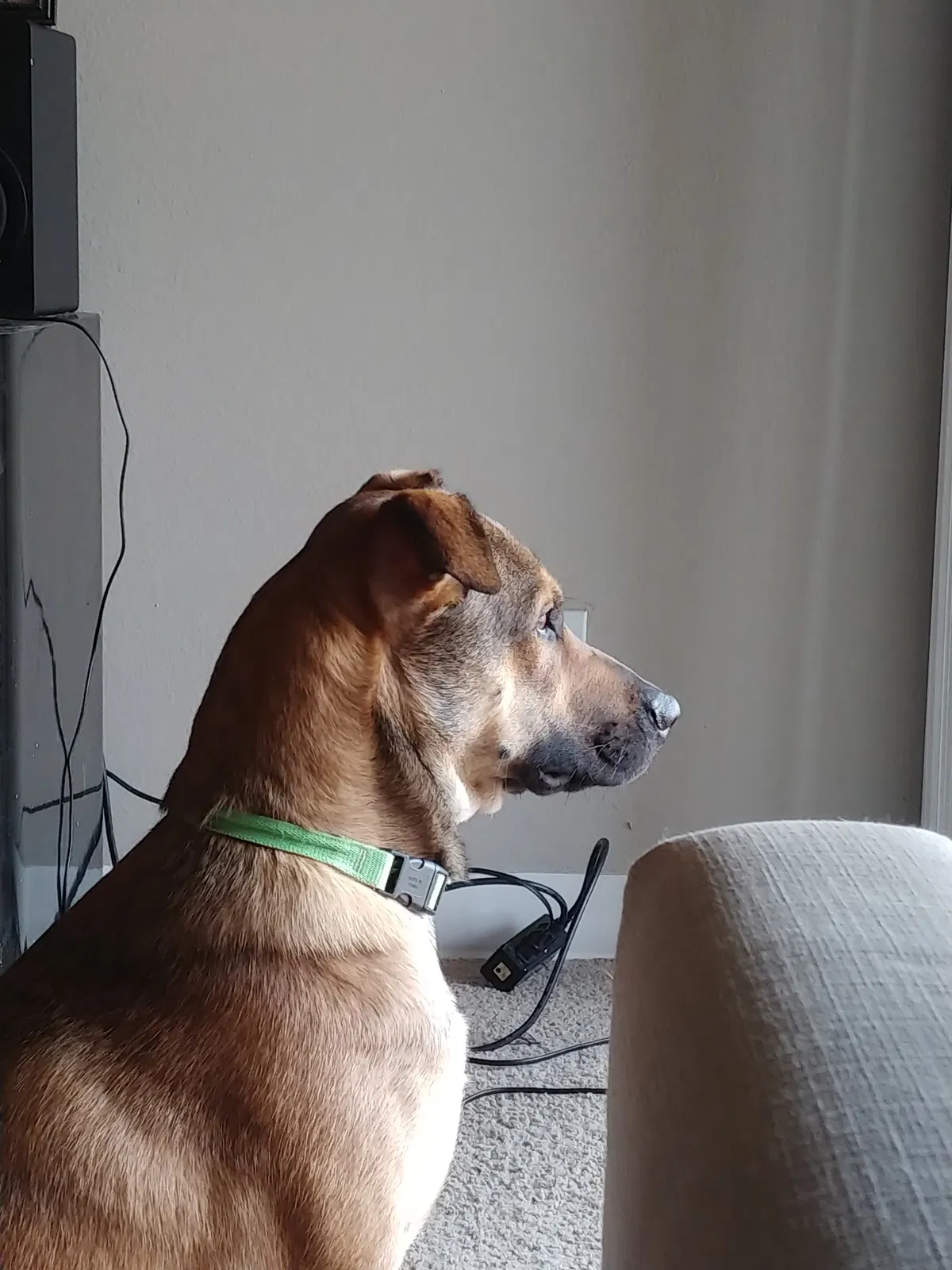 Found dog in Phoenix, AZ, 85022