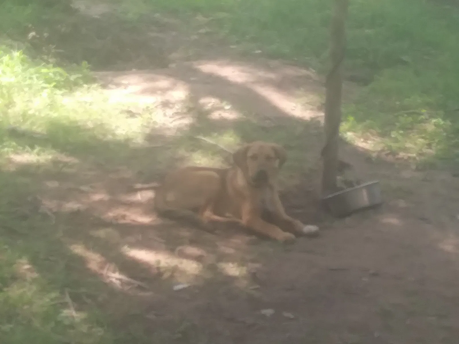 Found dog in Tishomingo, OK, 73460
