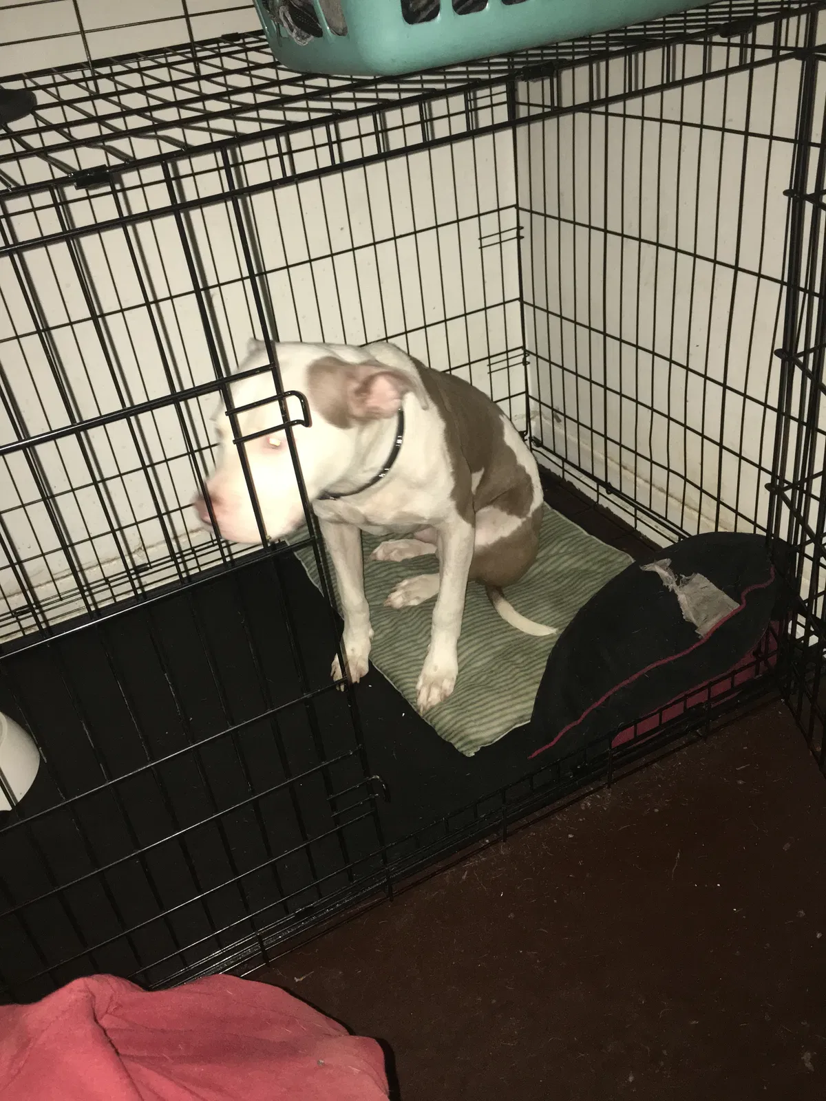 Found dog in Atlanta, GA, 30315