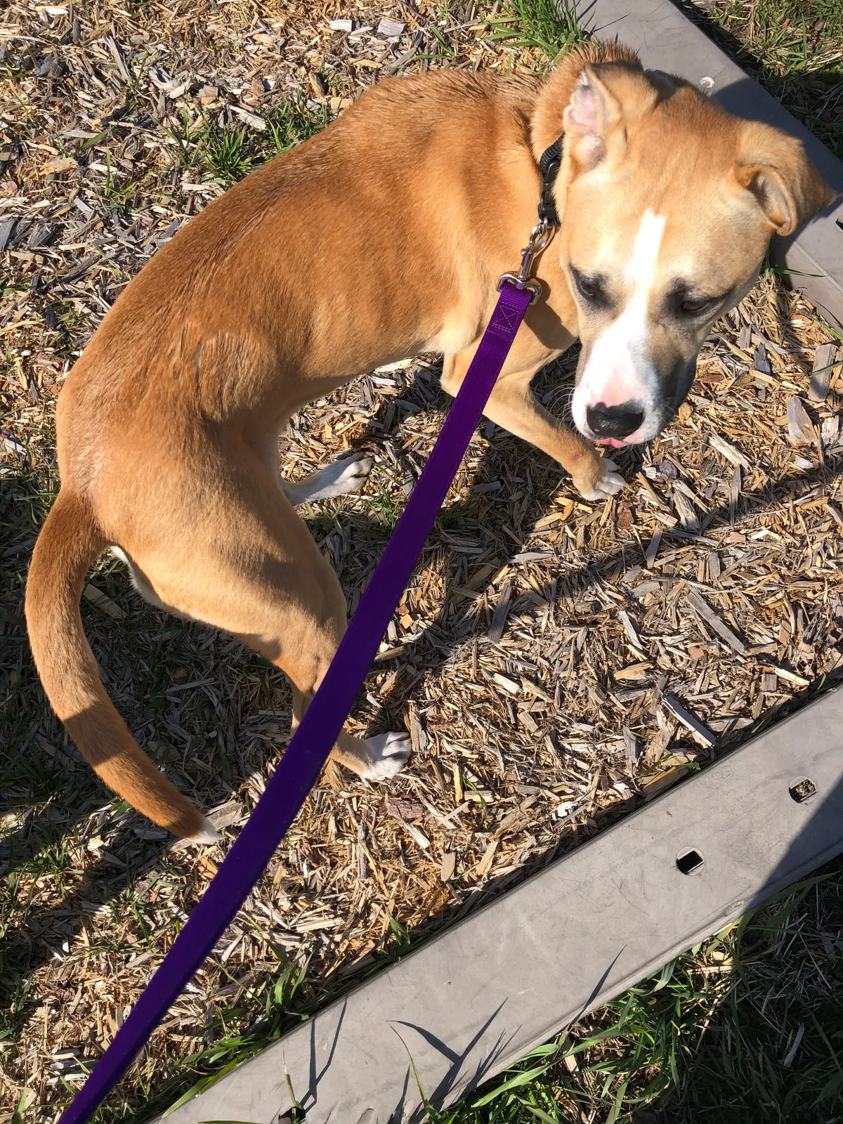 Found dog in Sterling Heights, MI, 48312