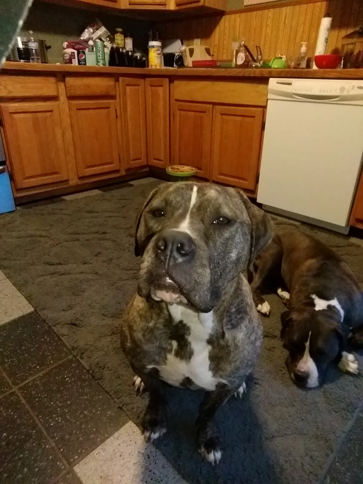 Found dog in Kalamazoo, MI, 49004