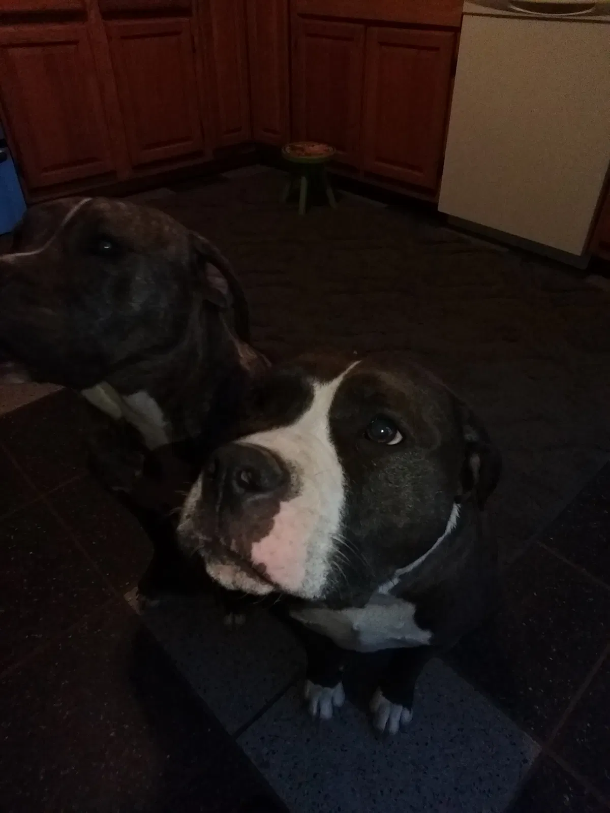 Found dog in Kalamazoo, MI, 49004