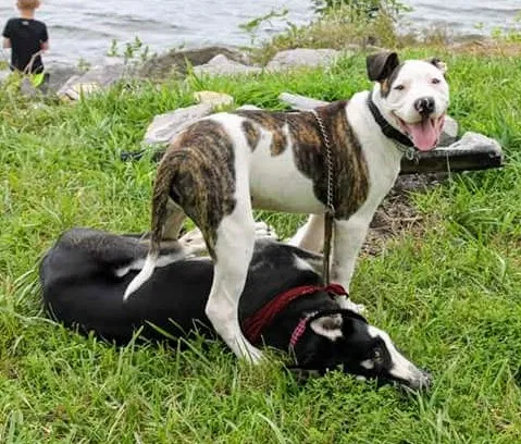 Found dog in Johnson Creek, WI, 53038