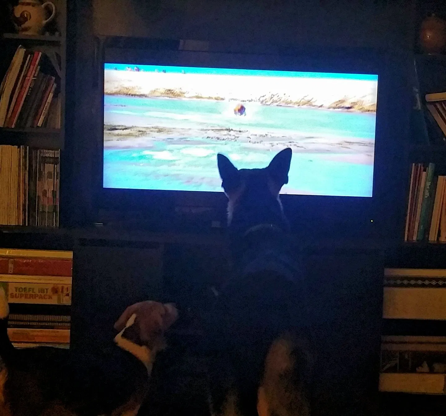 Found dog in Venice, FL, 34293