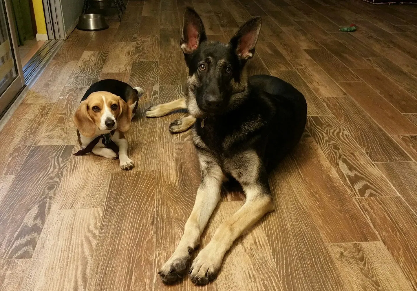 Found dog in Venice, FL, 34293
