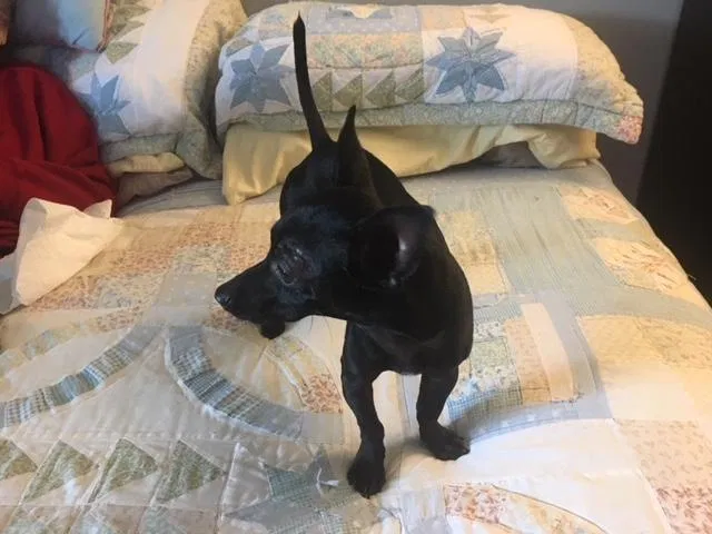 Found dog in Dallas, TX, 75243