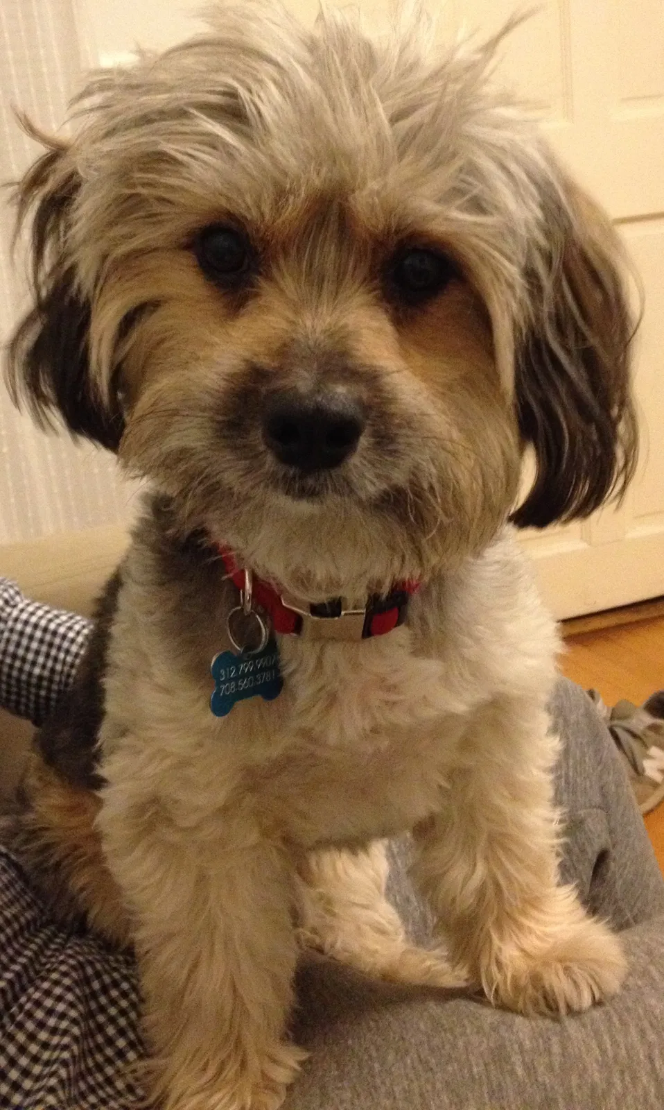 Found dog in Riverside, IL, 60546