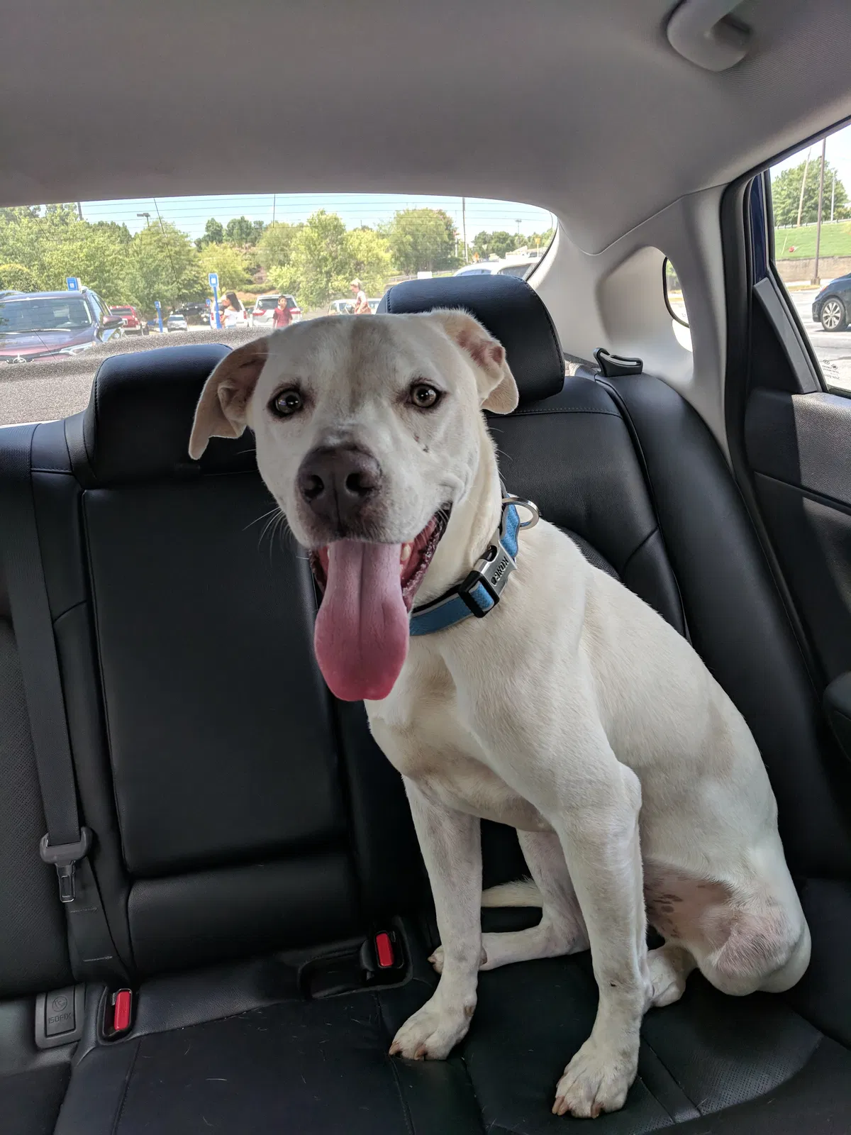 Found dog in Marietta, GA, 30008