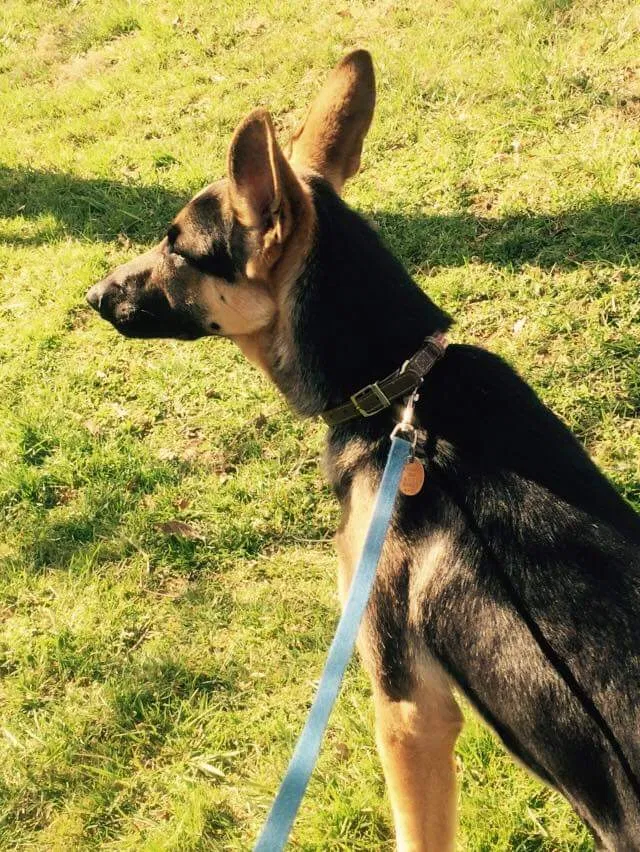 Found dog in Red Lion, PA, 17356