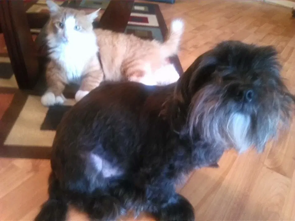 Found dog in Lutz, FL, 33549
