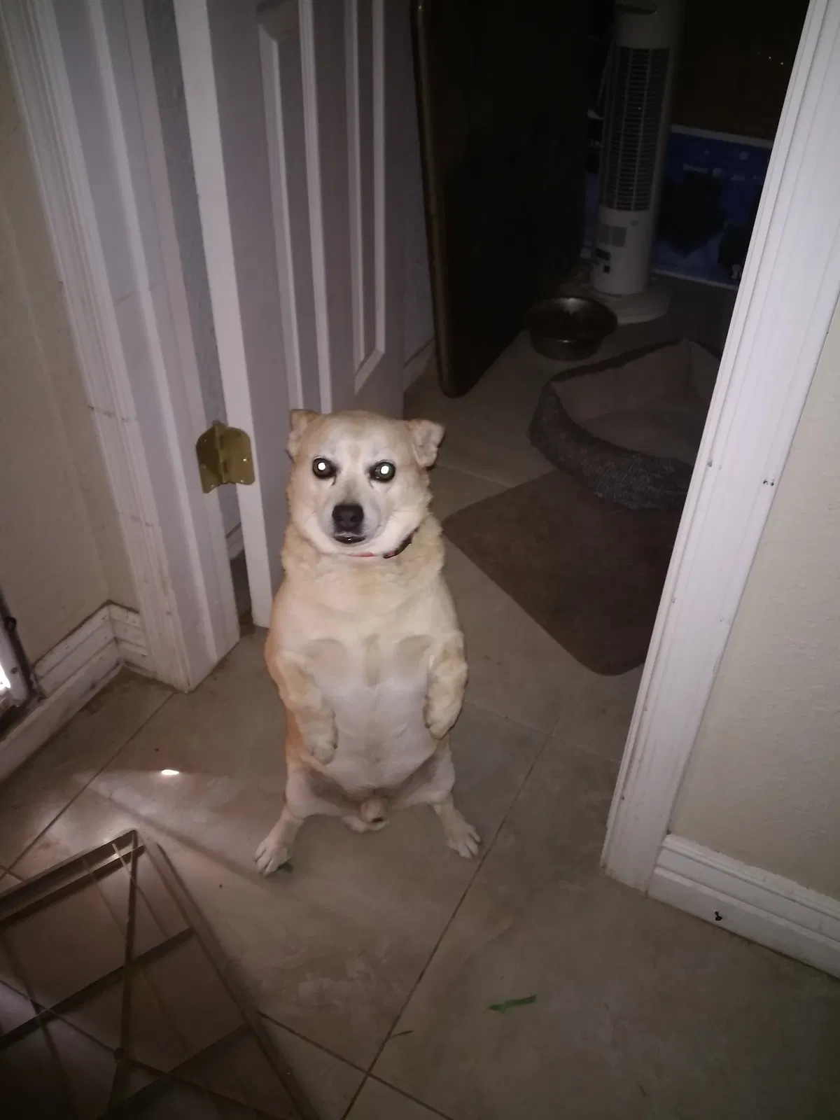 Found dog in Chandler, AZ, 85225