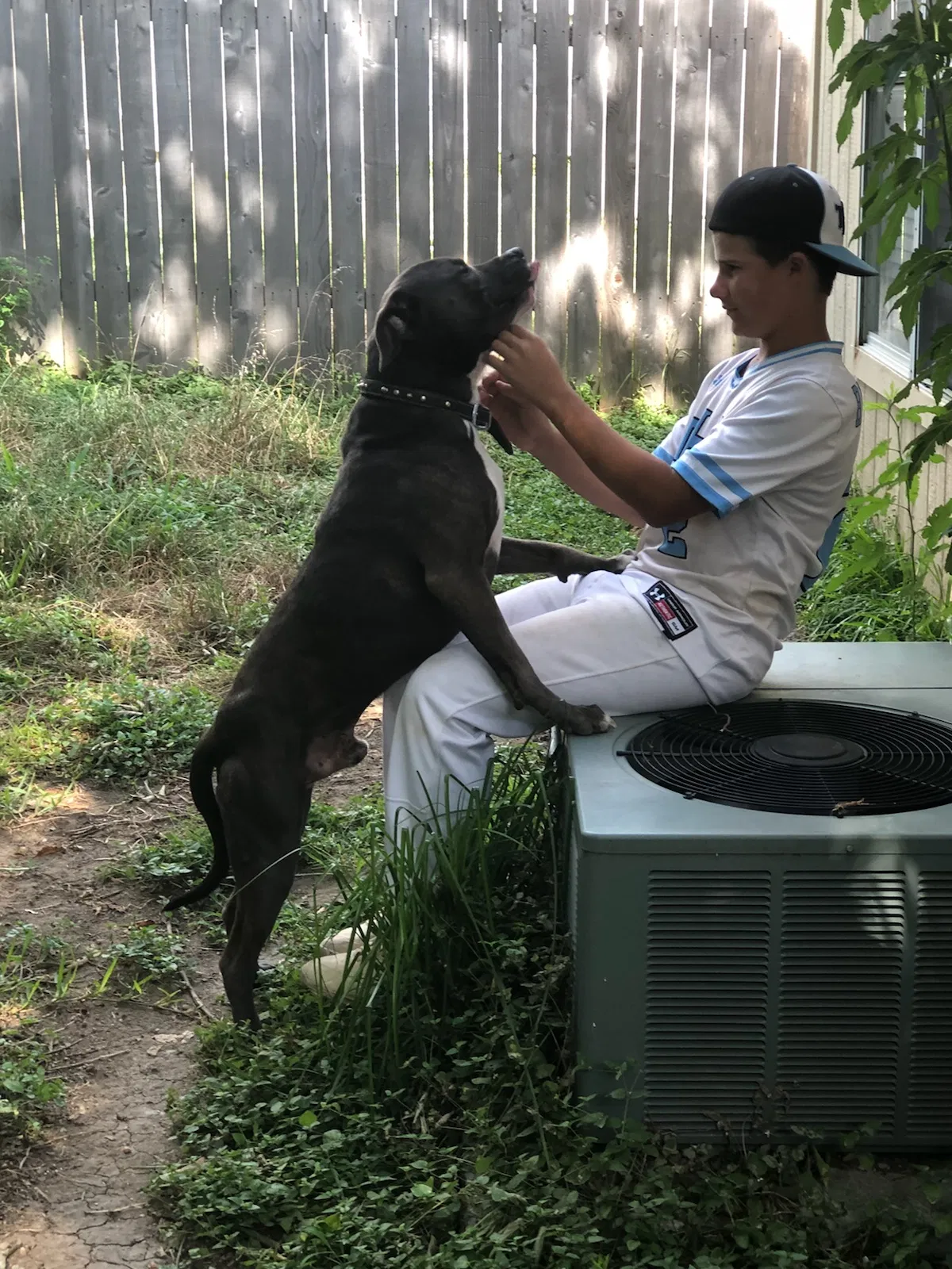 Found dog in Round Rock, TX, 78664