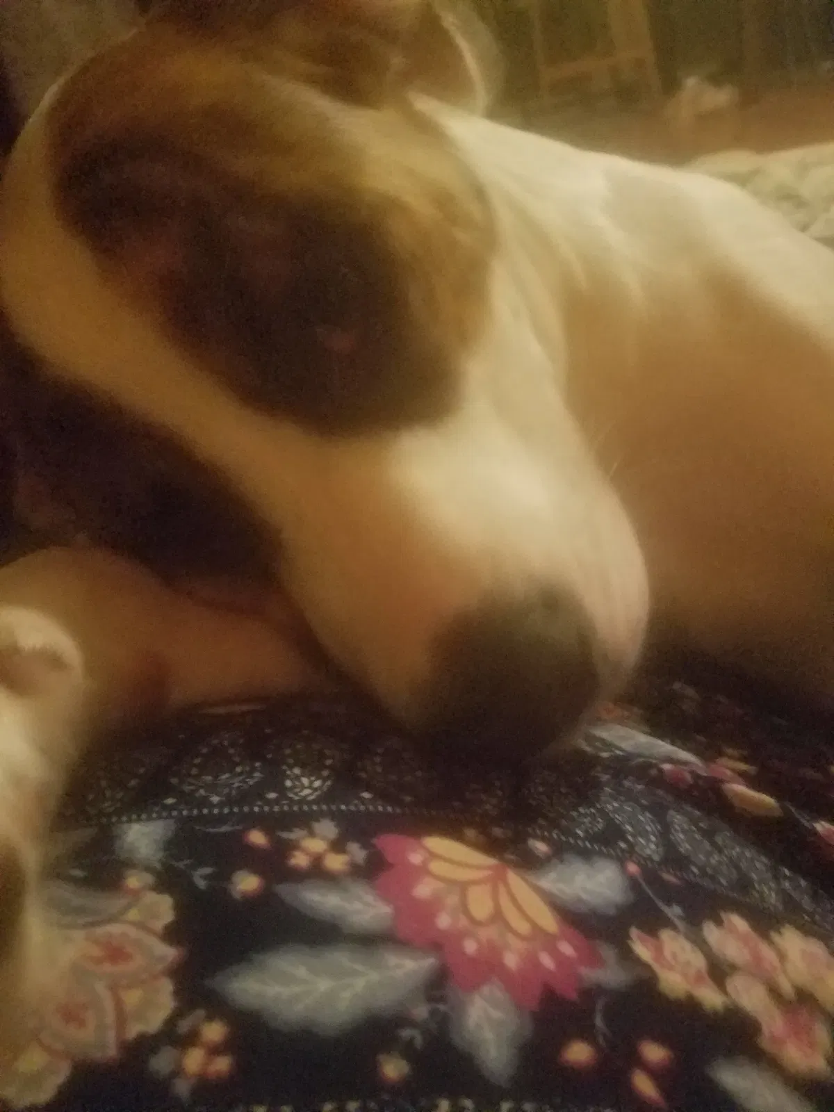 Found dog in Zephyrhills, FL, 33542