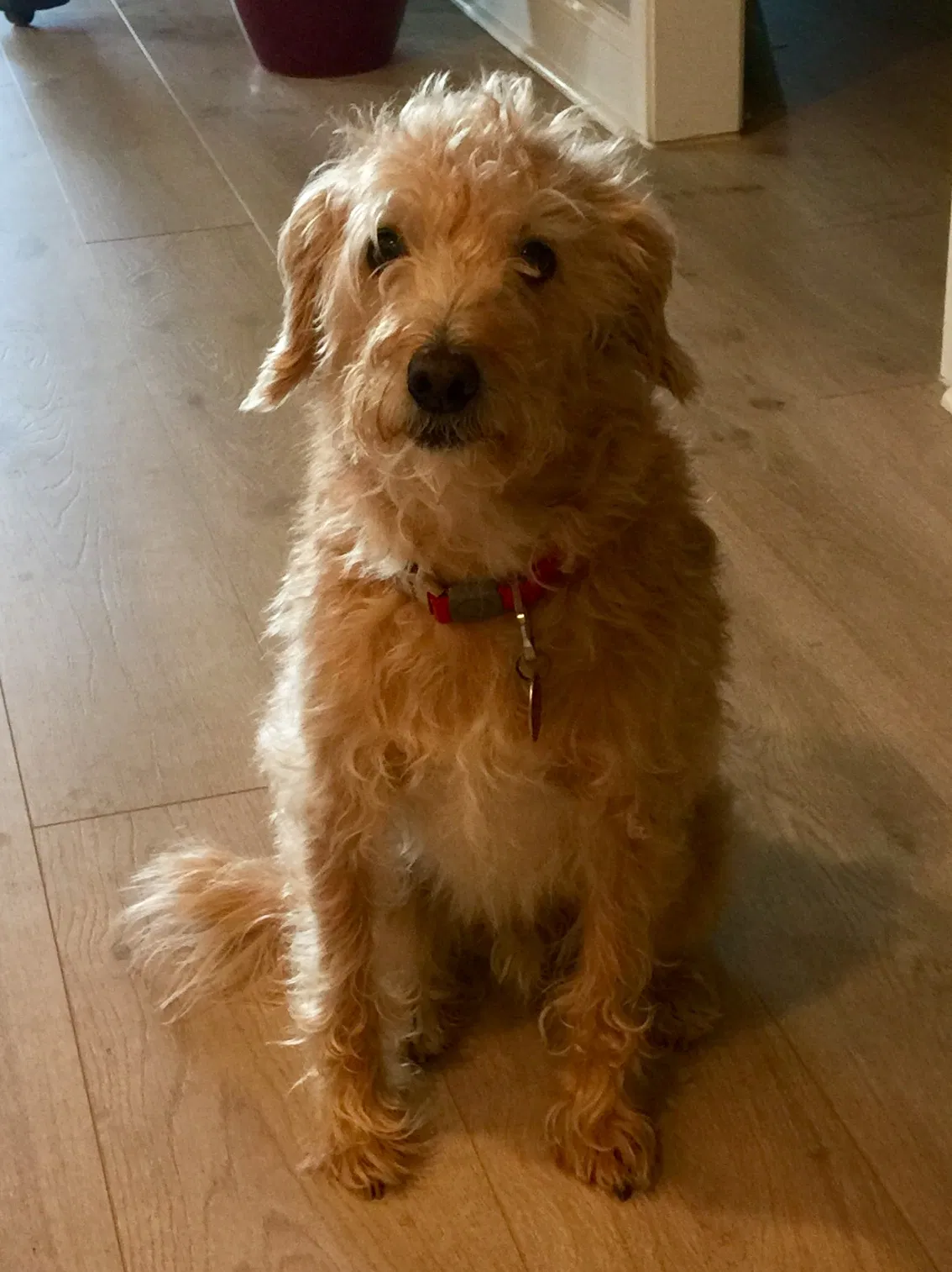 Found dog in Fort Mill, SC, 29715