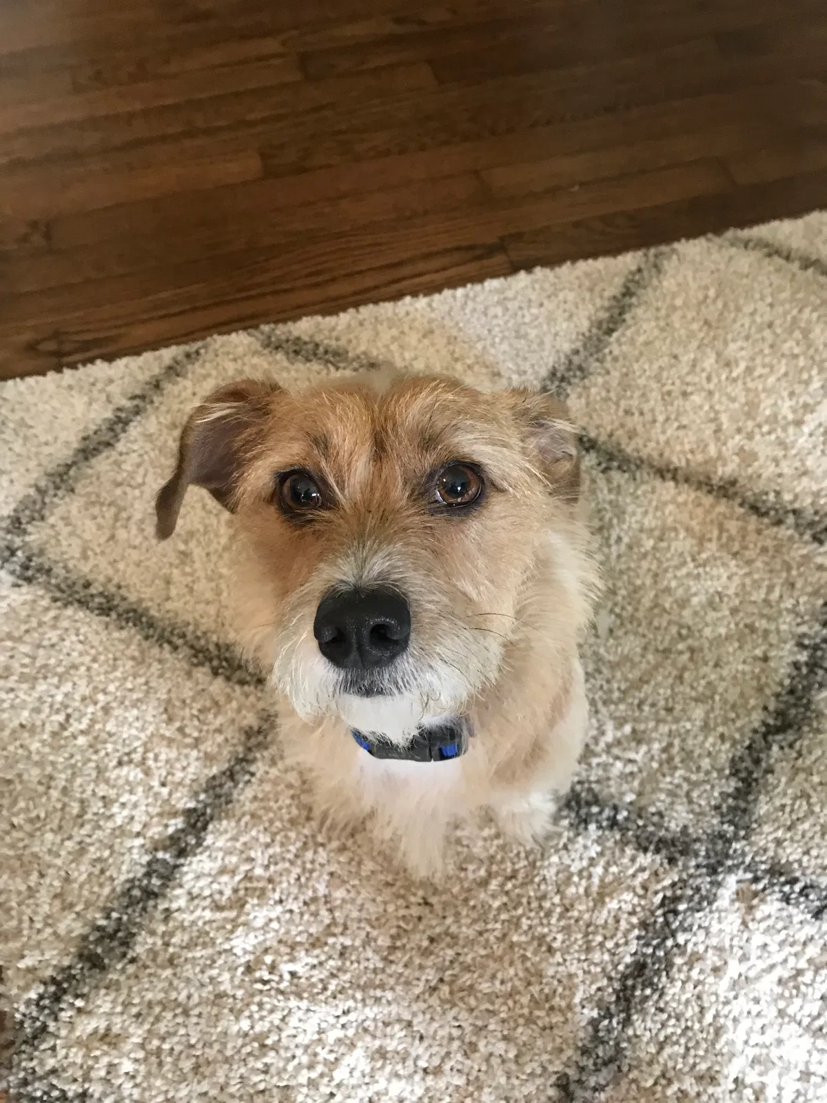 Found dog in Sherman, TX, 75092