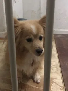 Found dog in Pacifica, CA, 94044