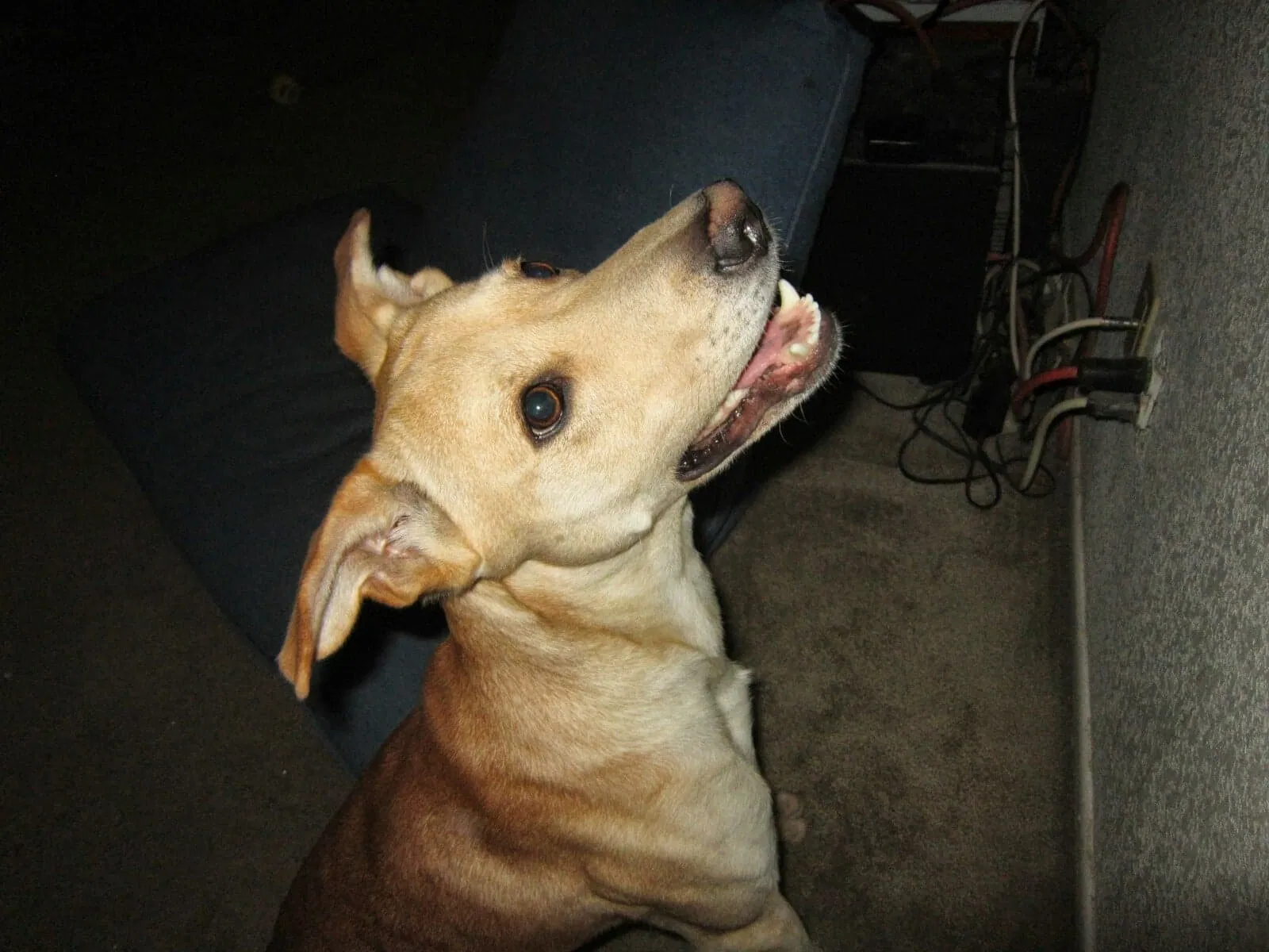 Found dog in Fountain Hills, AZ, 85268