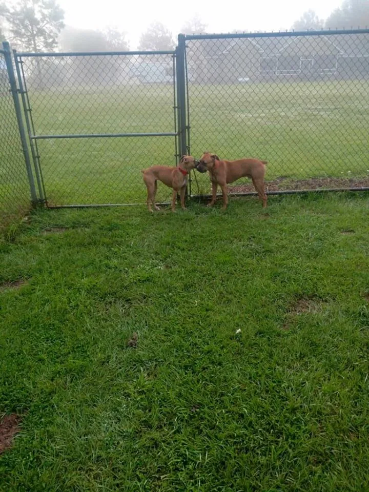 Found dog in Thomasville, GA, 31757