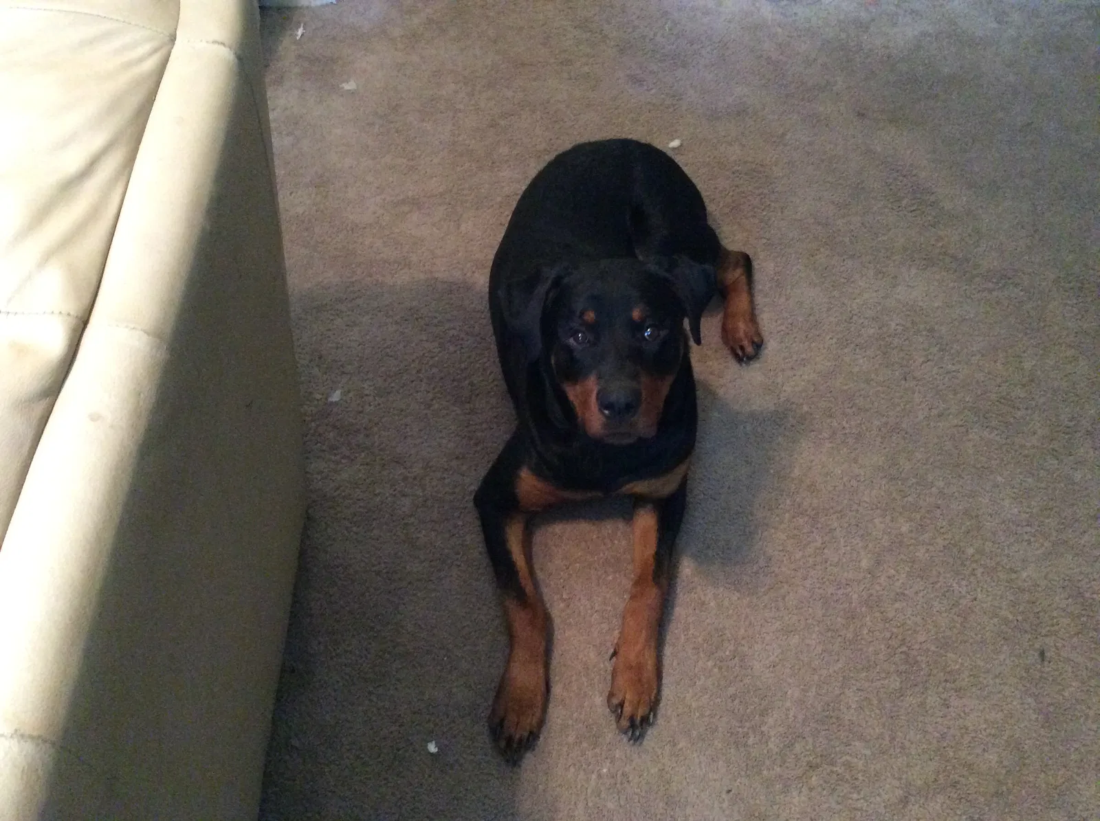 Found dog in Decatur, GA, 30034