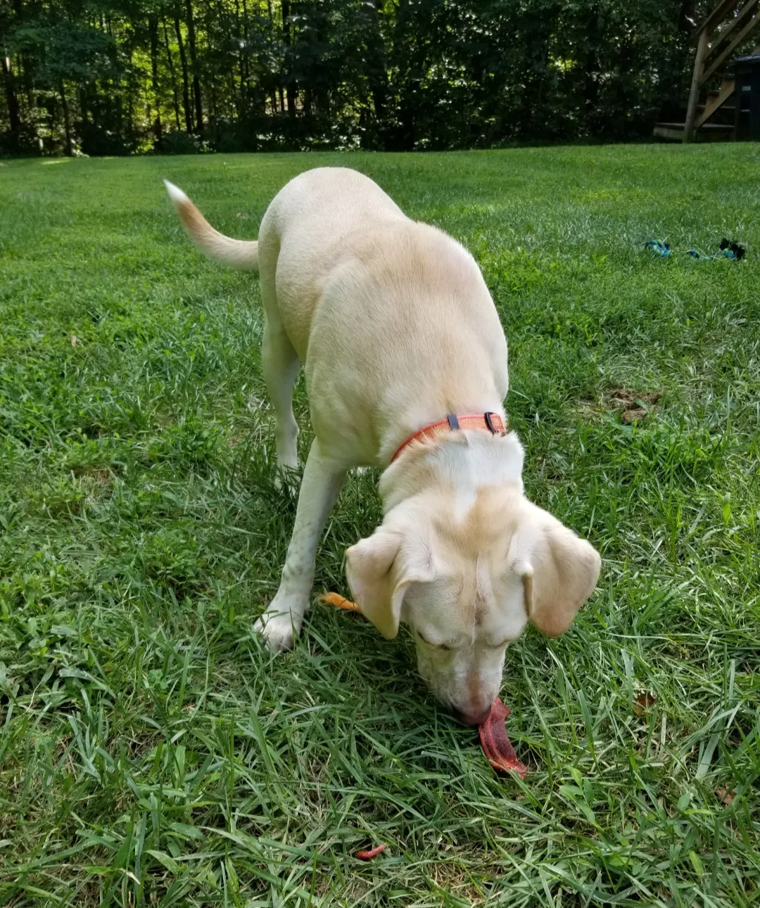 Found dog in Upper Marlboro, MD, 20774