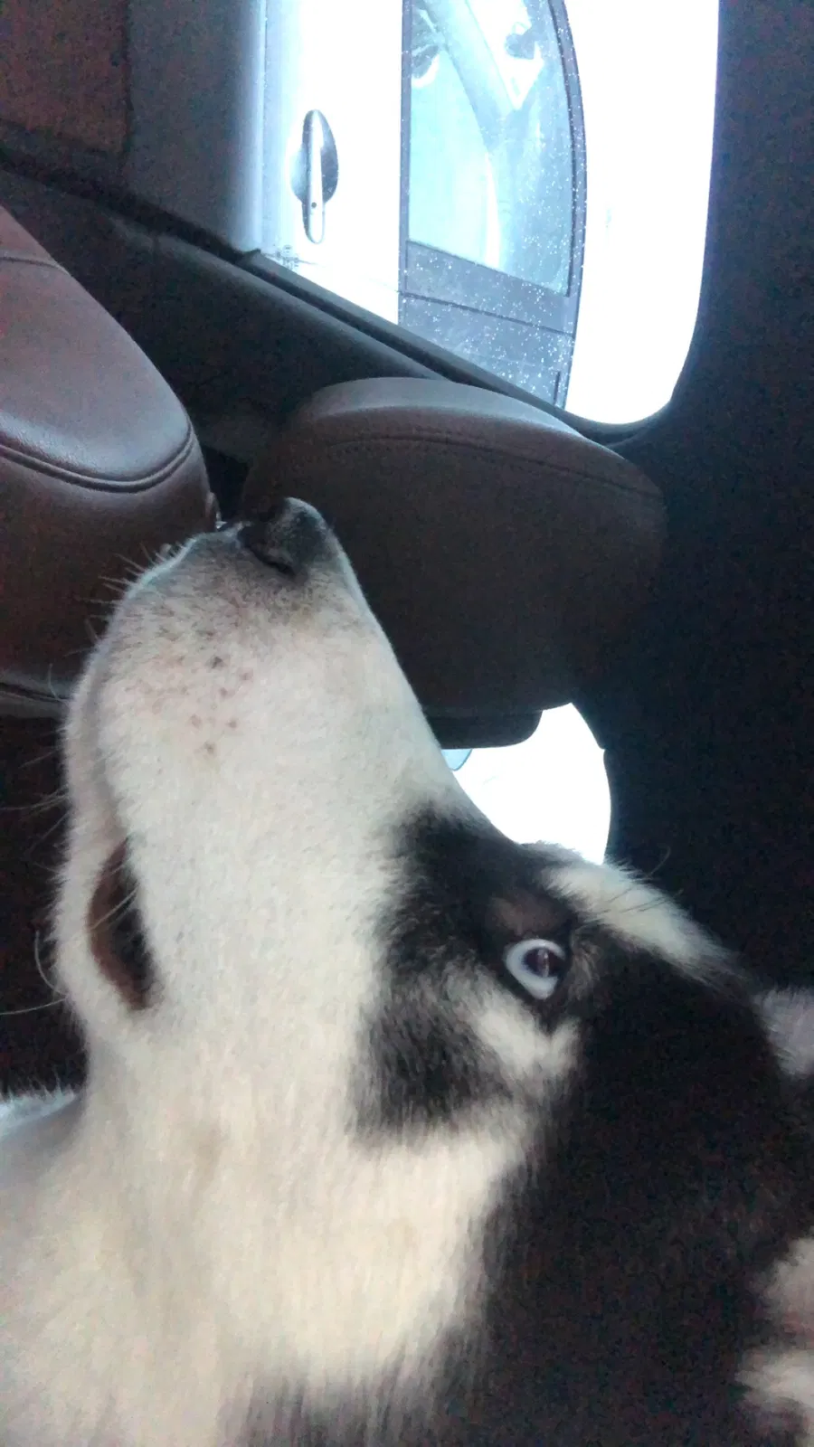 Found dog in Lancaster, PA, 17601