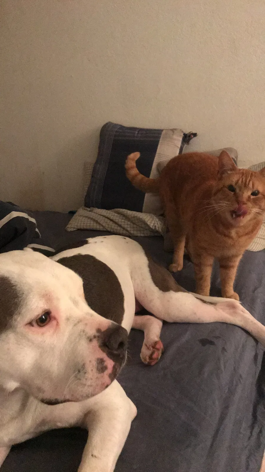 Found dog in Gilroy, CA, 95020