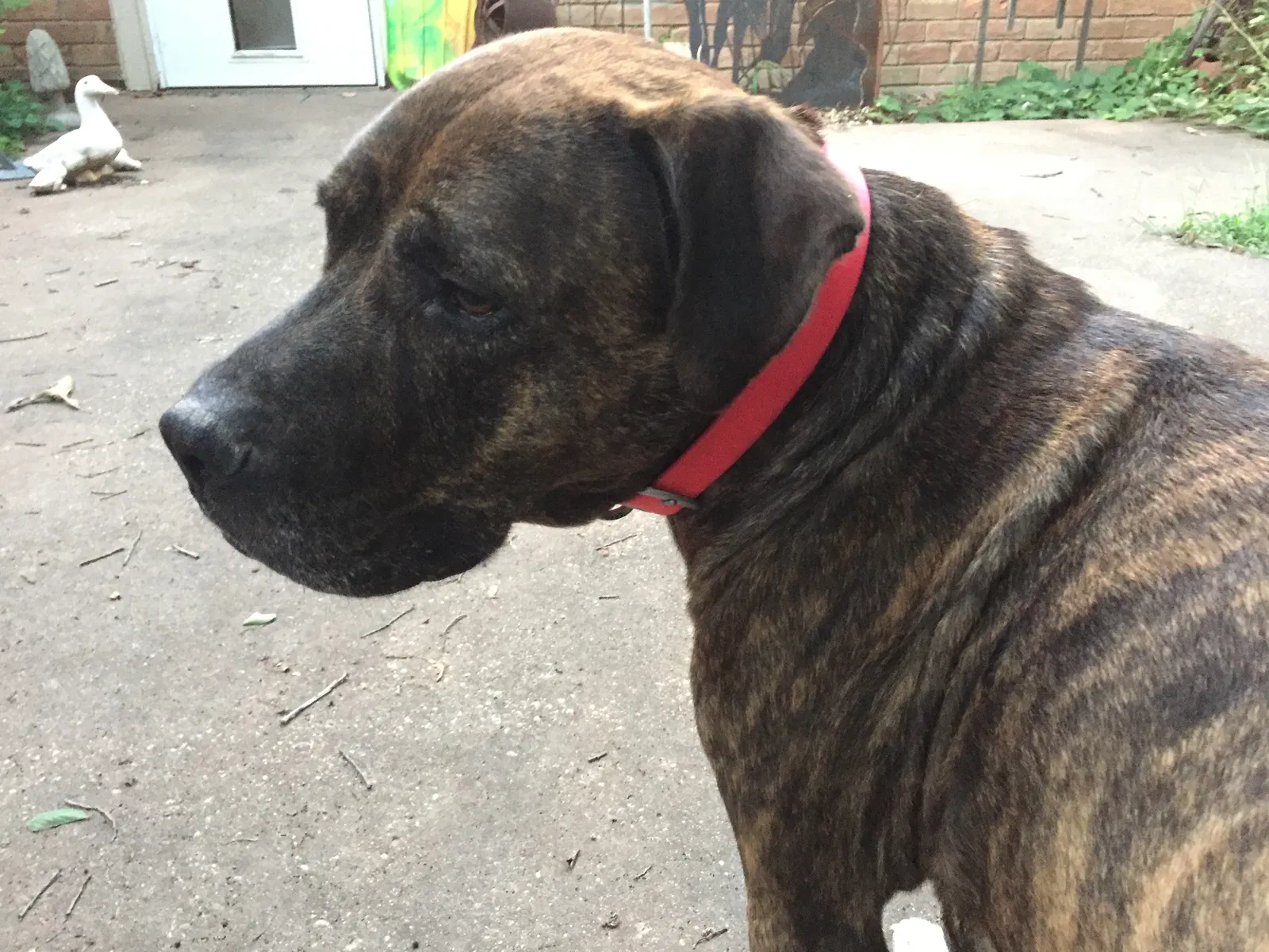 Found dog in Harrisonville, MO, 64701