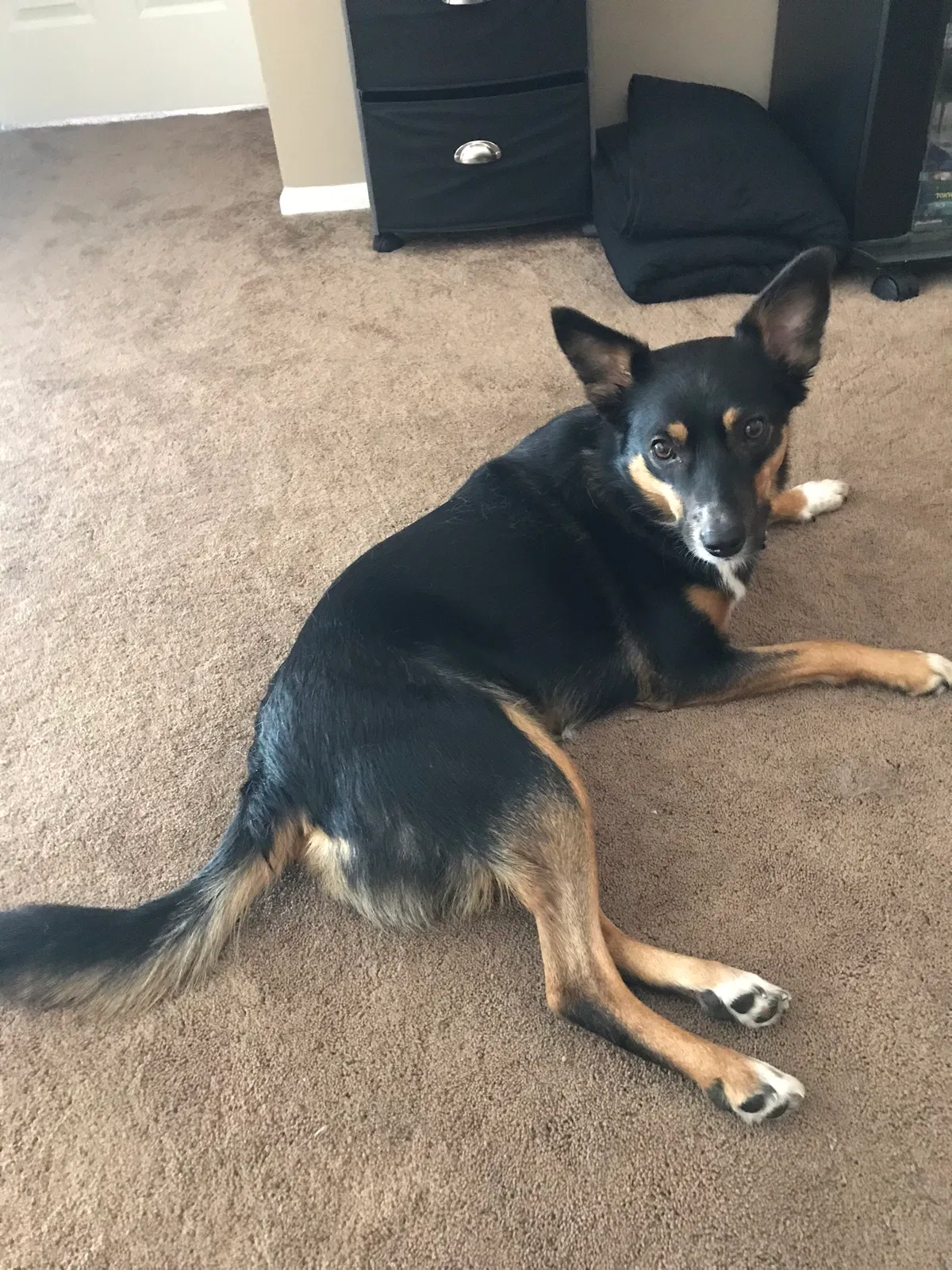 Found dog in Bolingbrook, IL, 60440