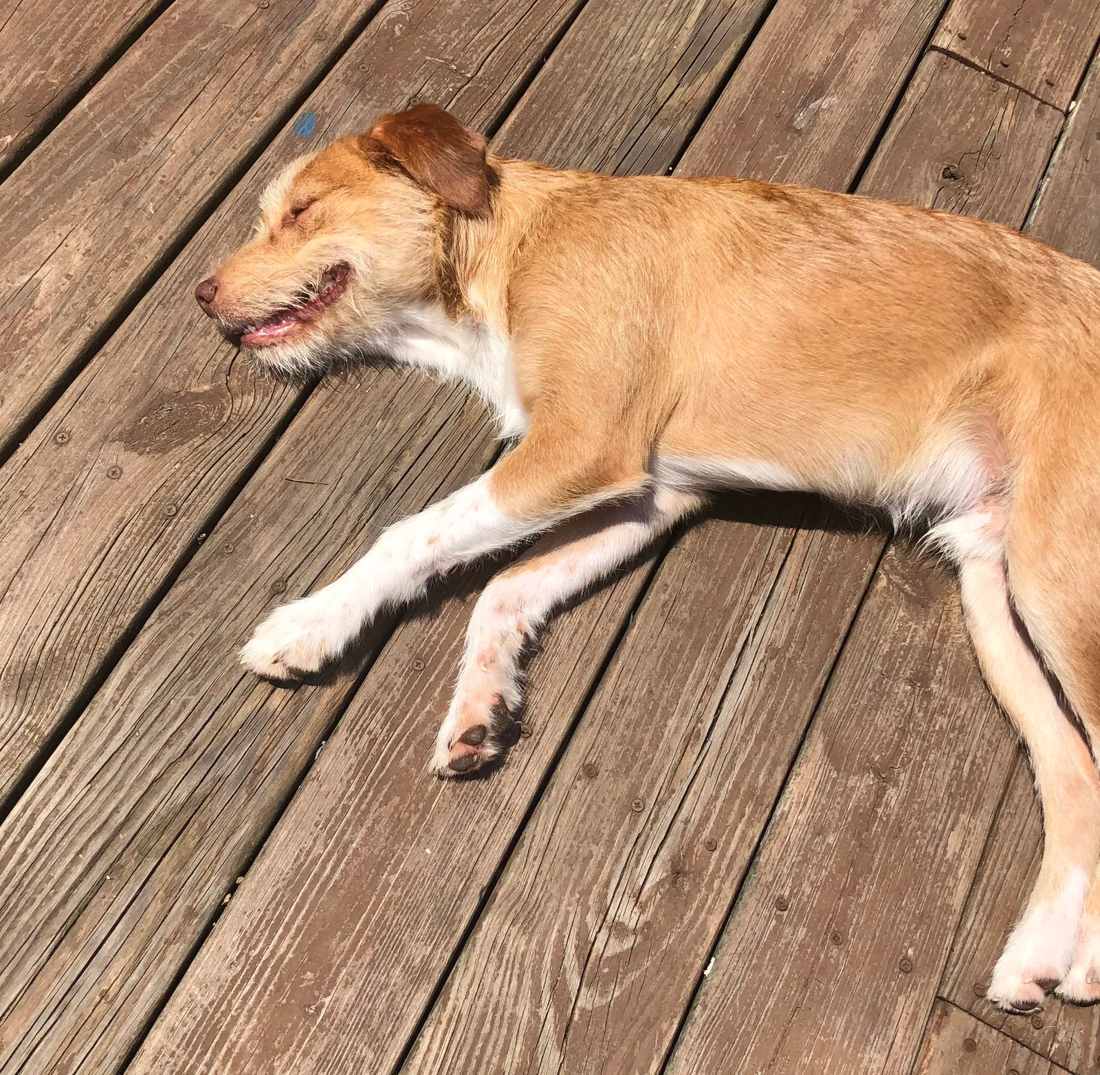 Found Dog