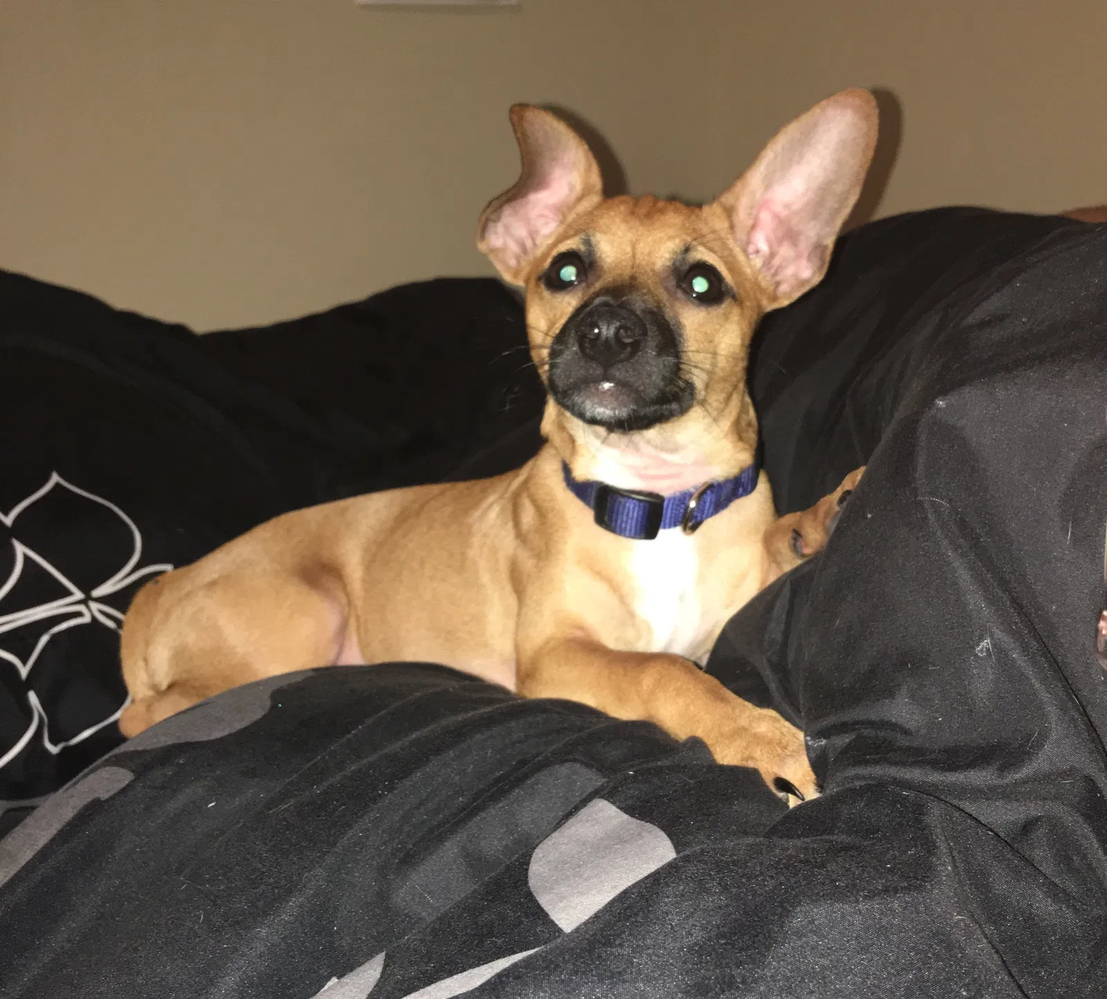 Found dog in Euless, TX, 76040