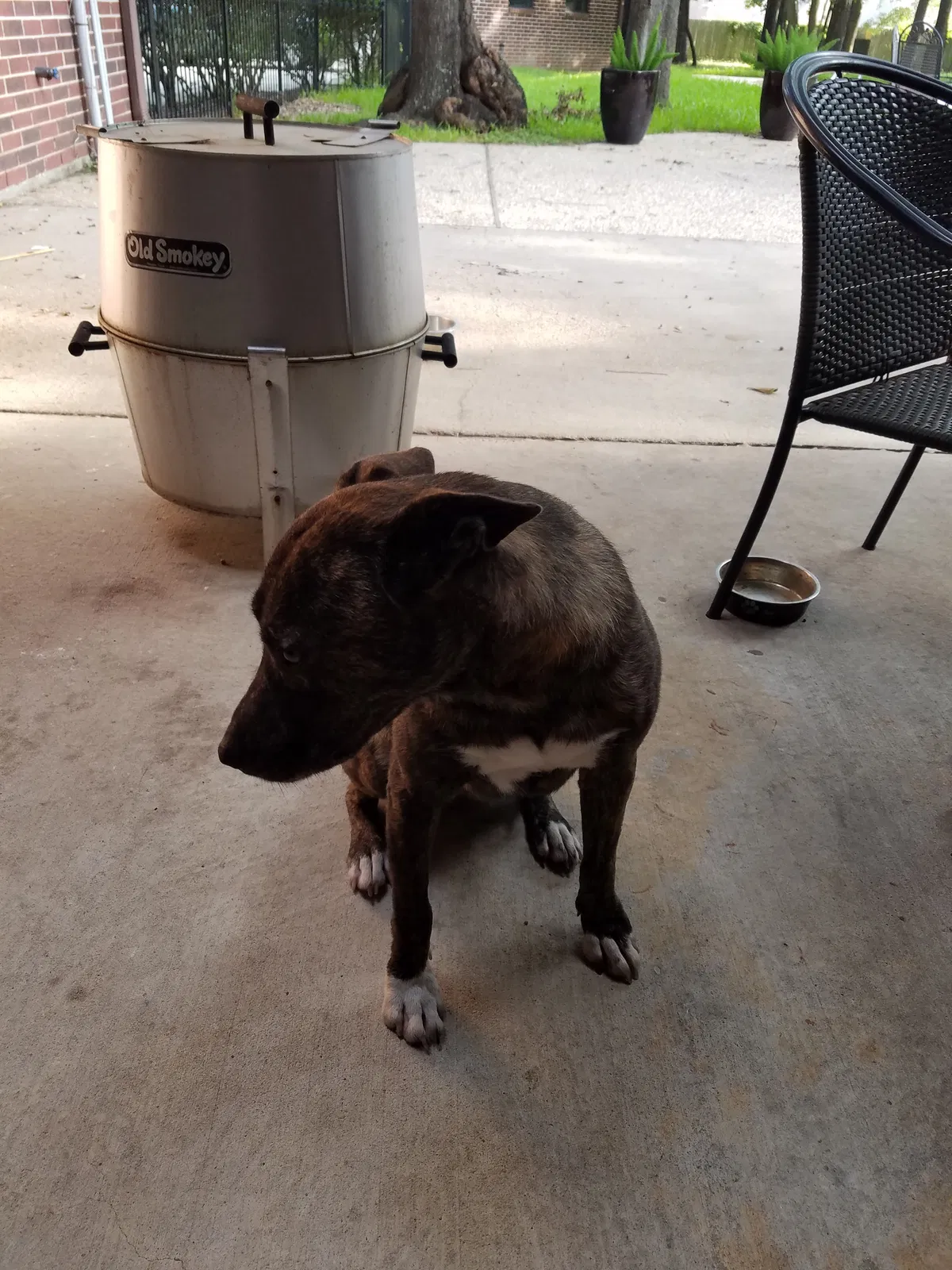 Found dog in Spring, TX, 77389