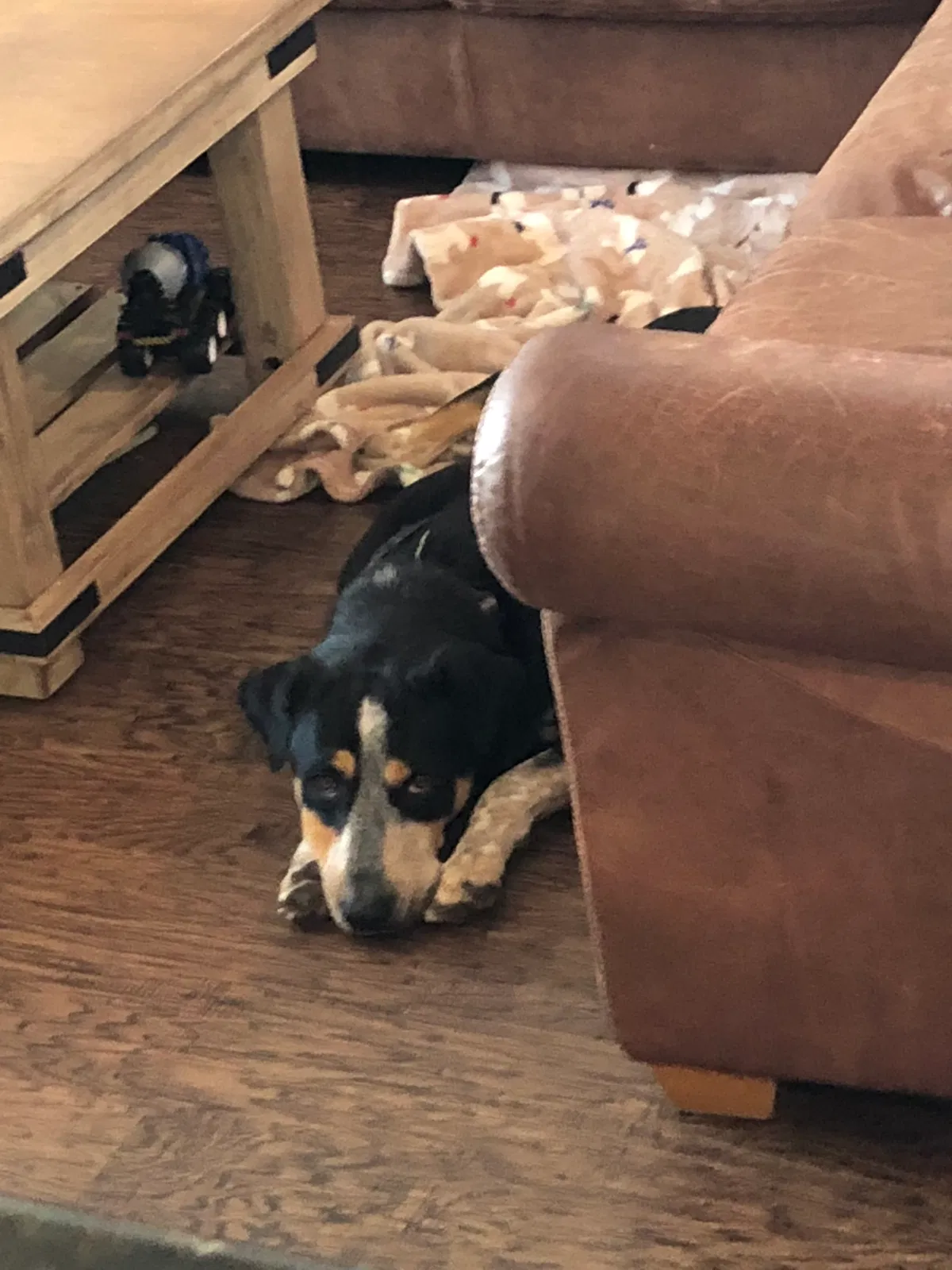 Found dog in San Antonio, TX, 78260