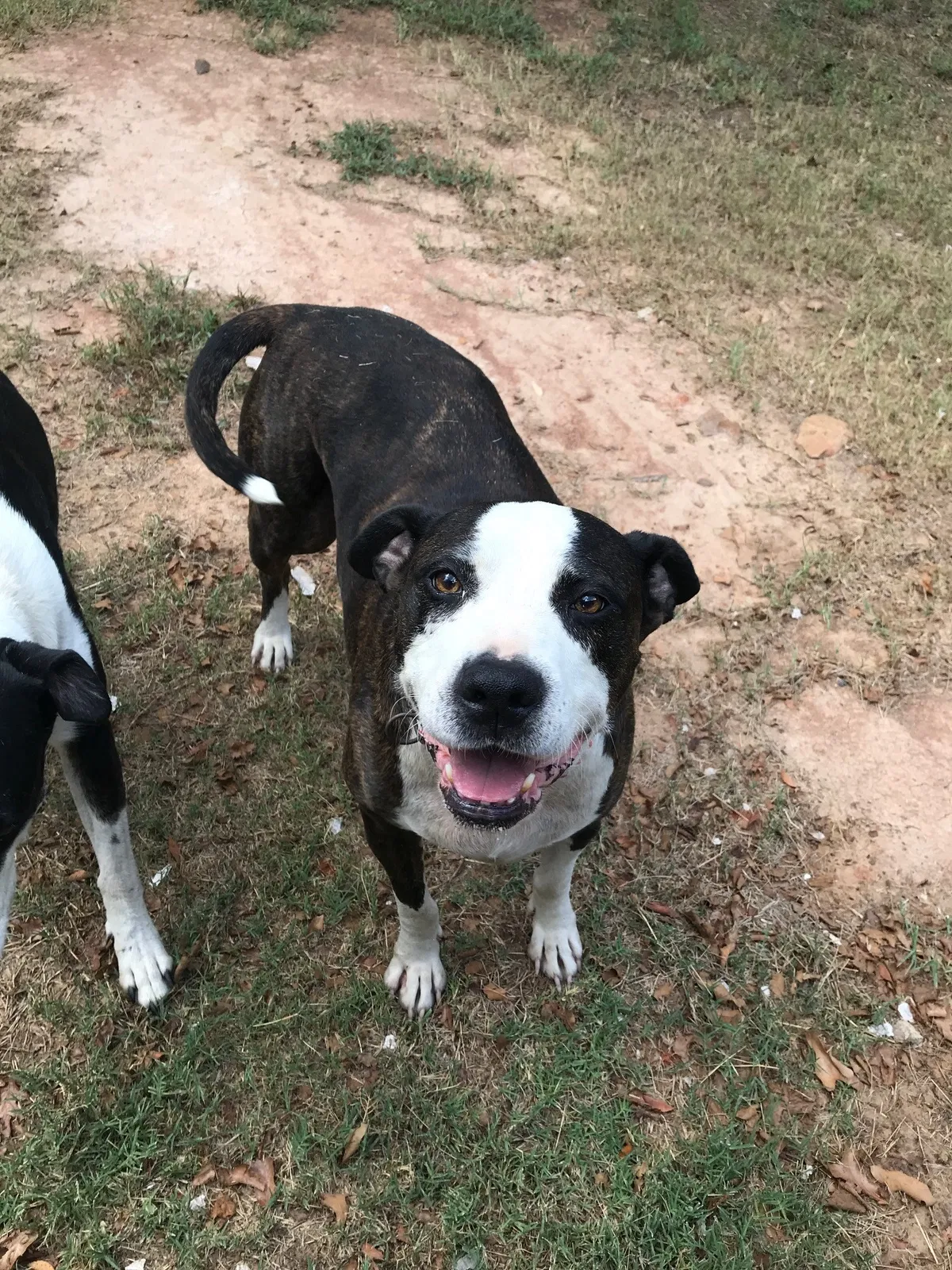 Found dog in Larue, TX, 75770