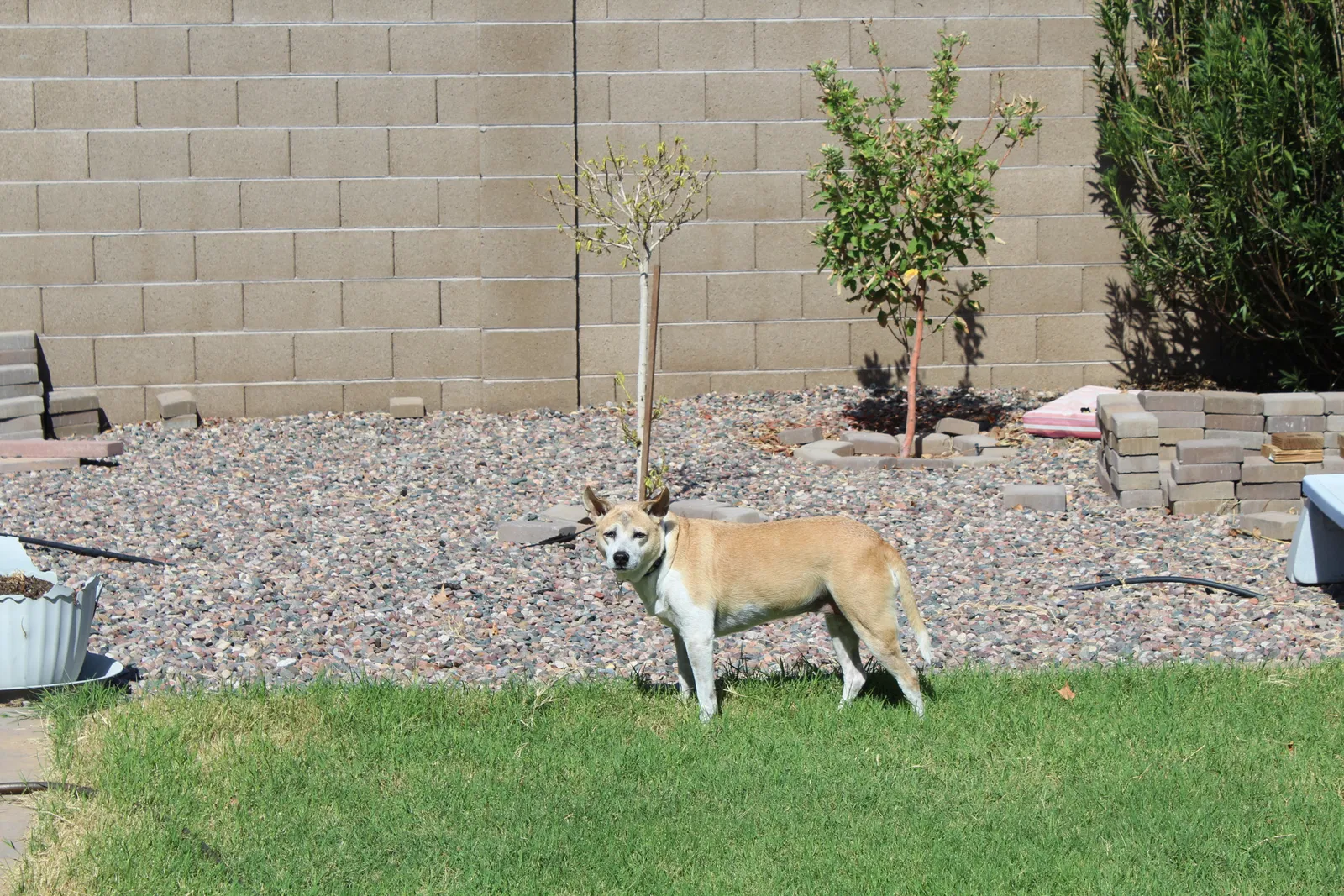 Found dog in Mesa, AZ, 85208