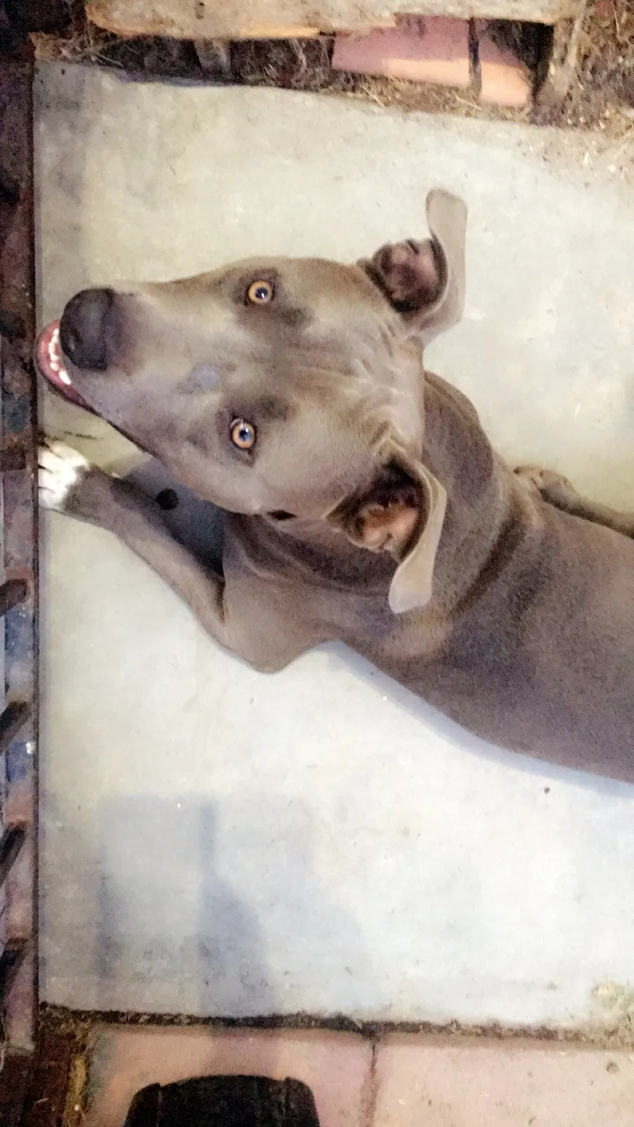 Found dog in Lynwood, CA, 90262