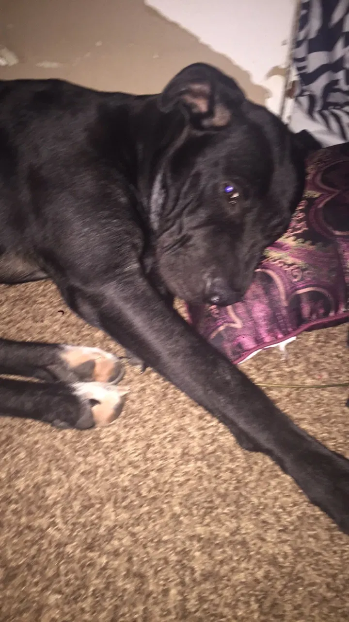 Found dog in Decatur, IL, 62523