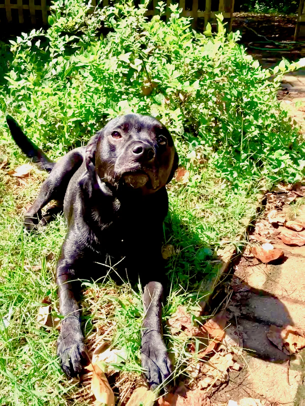 Found dog in Carlisle, PA, 17013