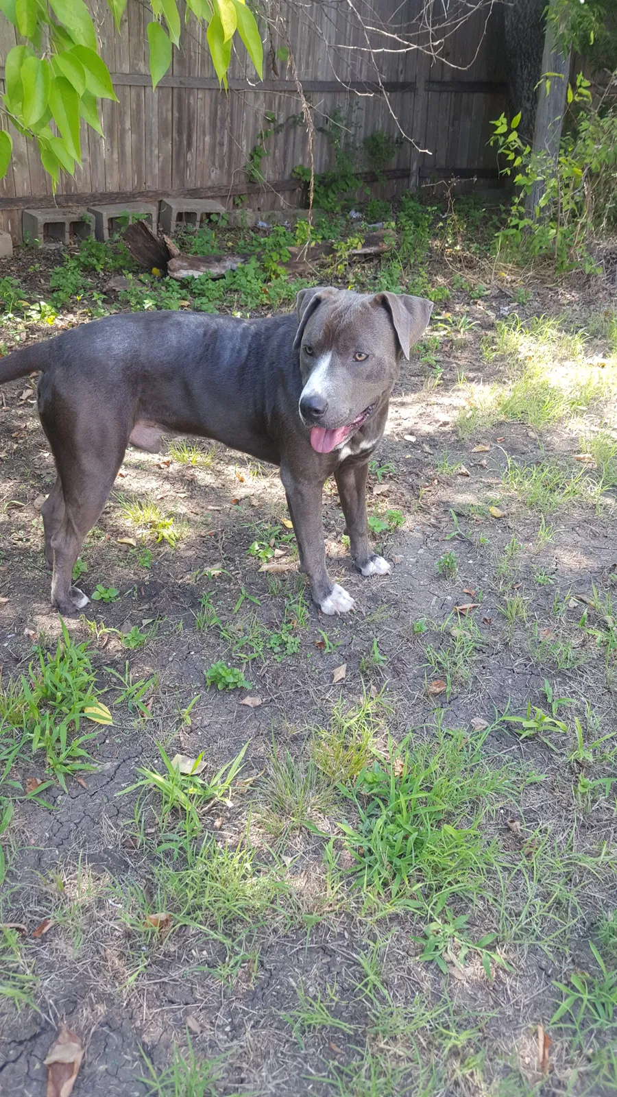Found dog in Sherman, TX, 75090