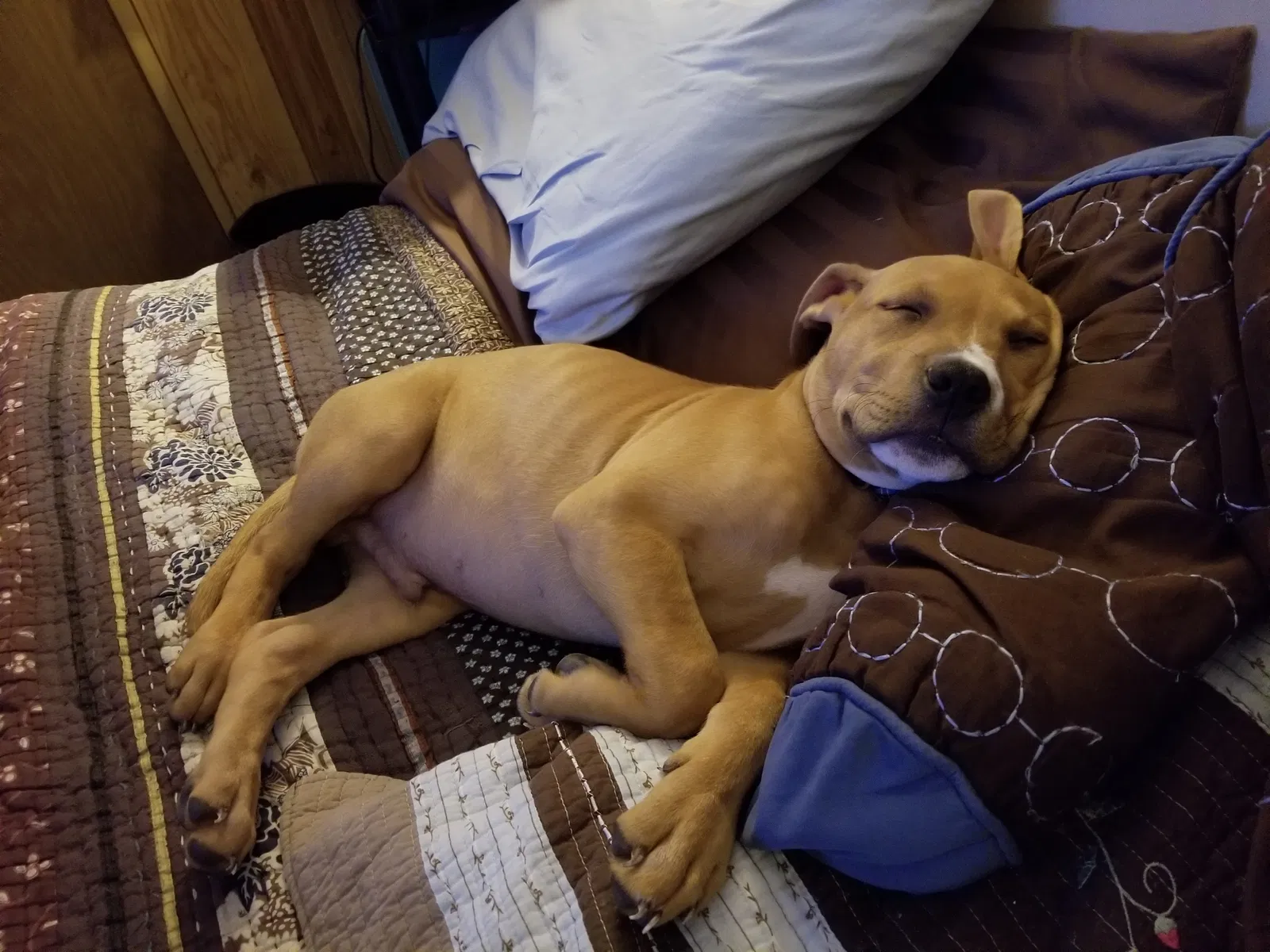 Found dog in Wrightsville, GA, 31096
