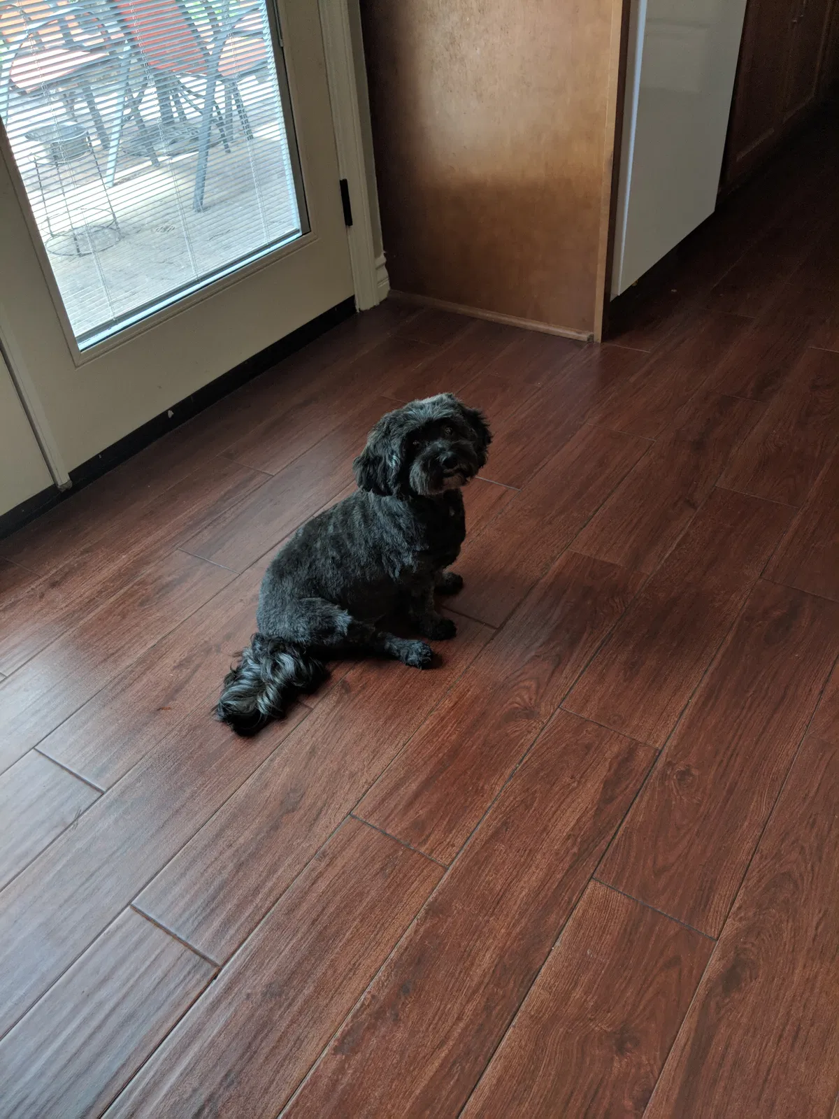 Found dog in Anaheim, CA, 92807