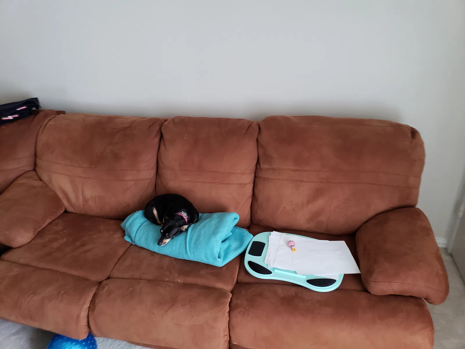 Found dog in Grand Prairie, TX, 75052