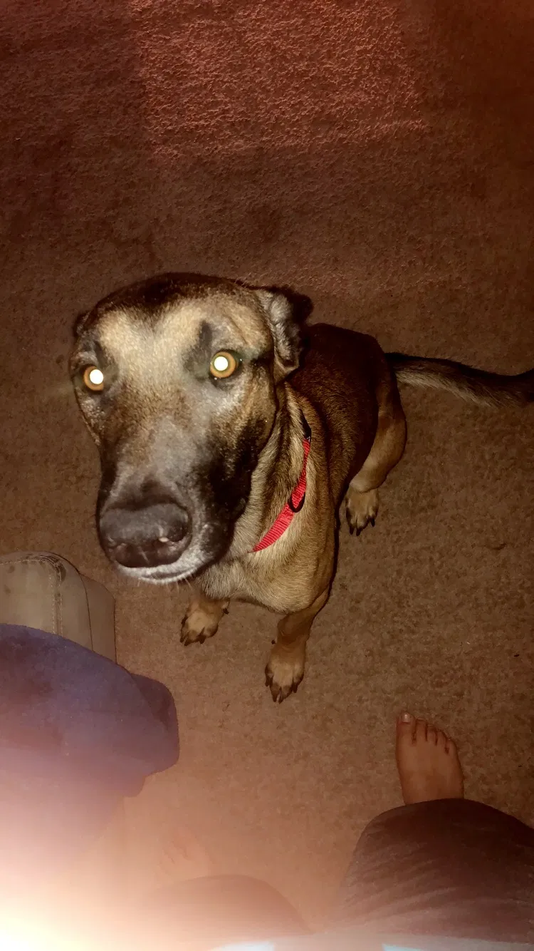 Found dog in Lawton, OK, 73505