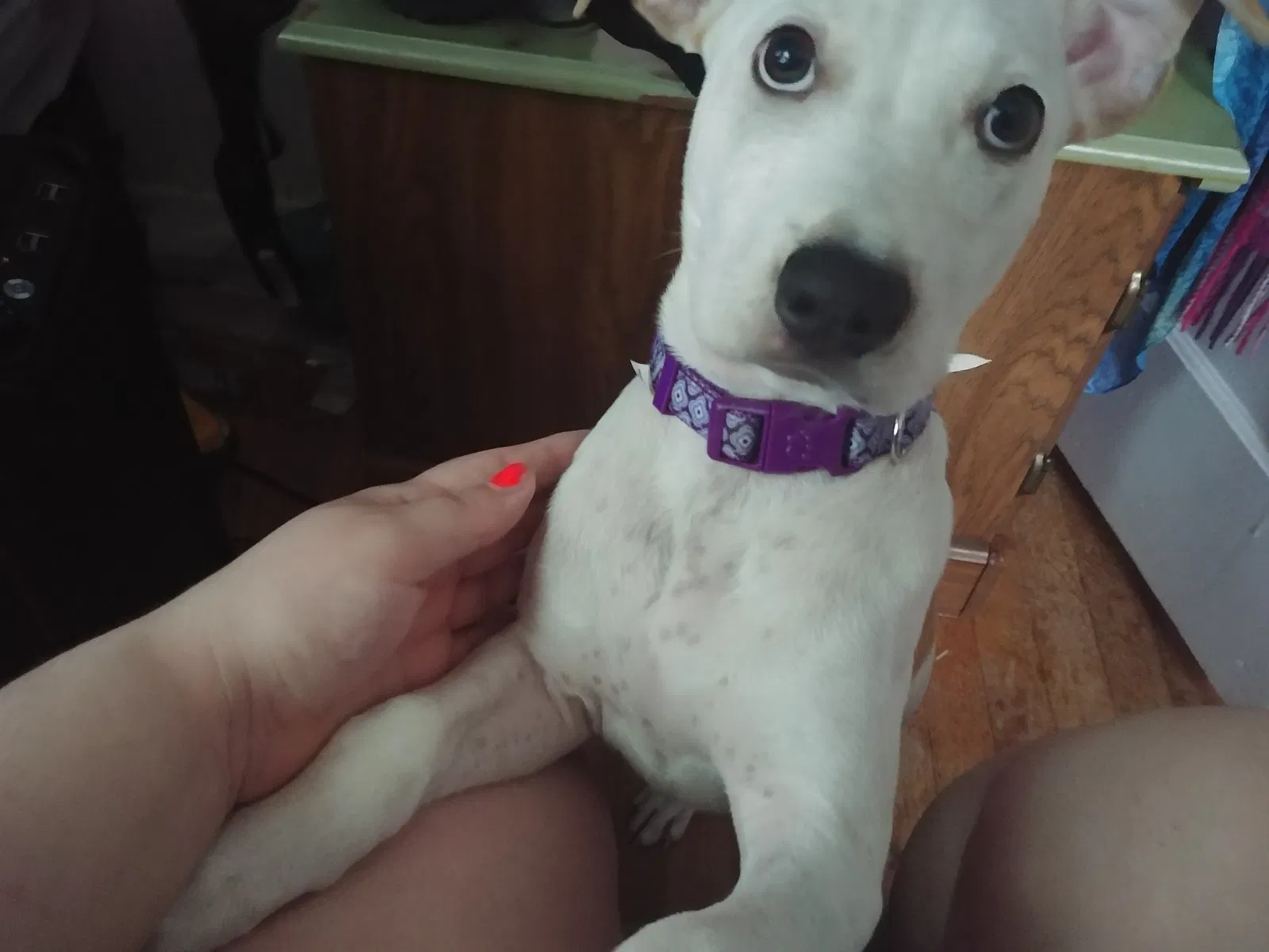 Found dog in Oklahoma City, OK, 73110