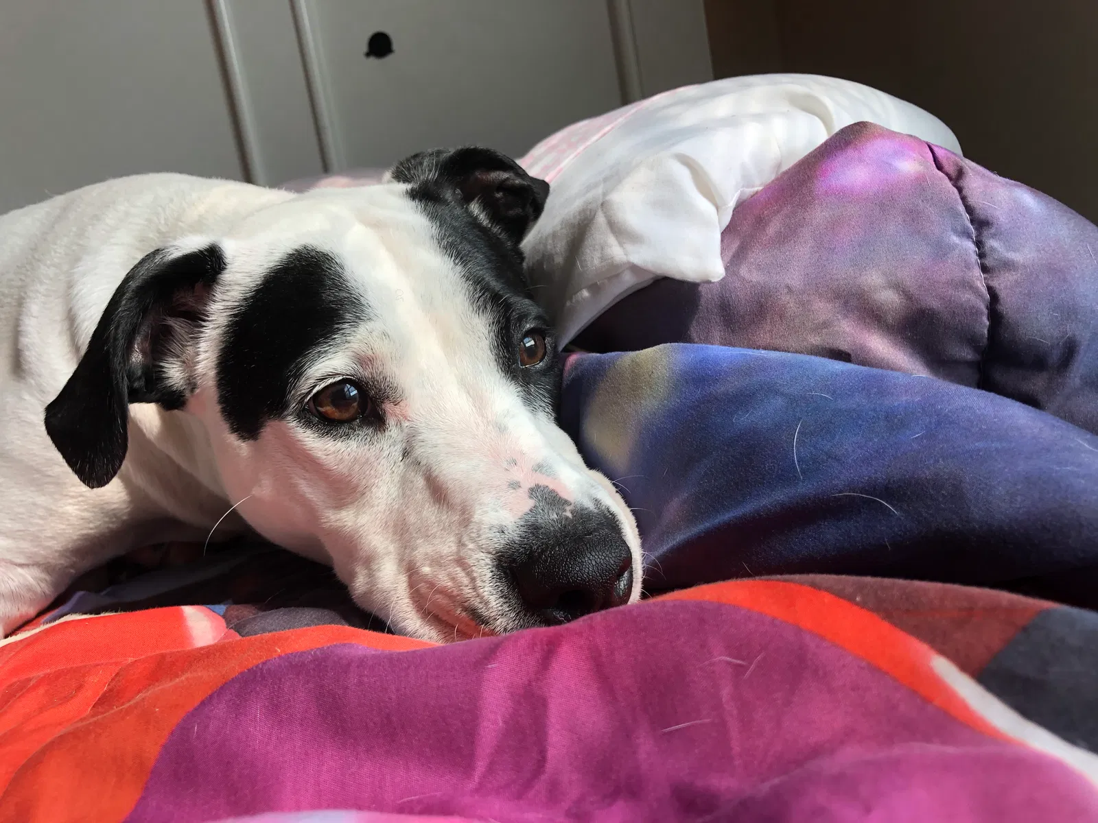 Found dog in Indiana, PA, 15701