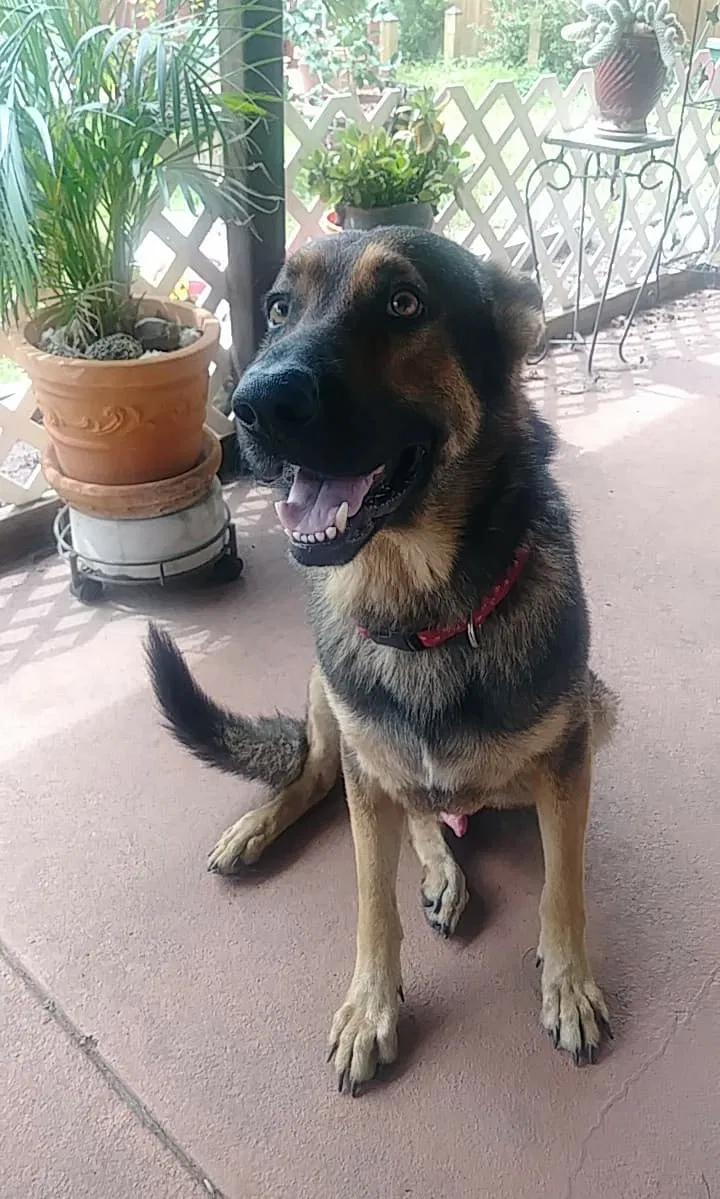 Found dog in Lawrenceburg, TN, 38464