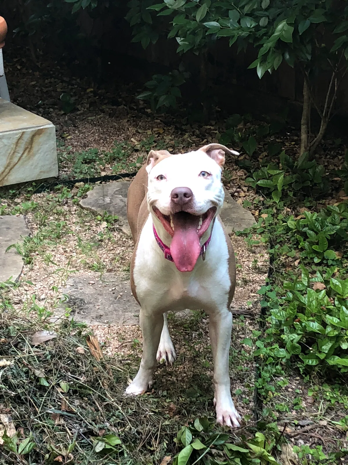 Found dog in Houston, TX, 77098