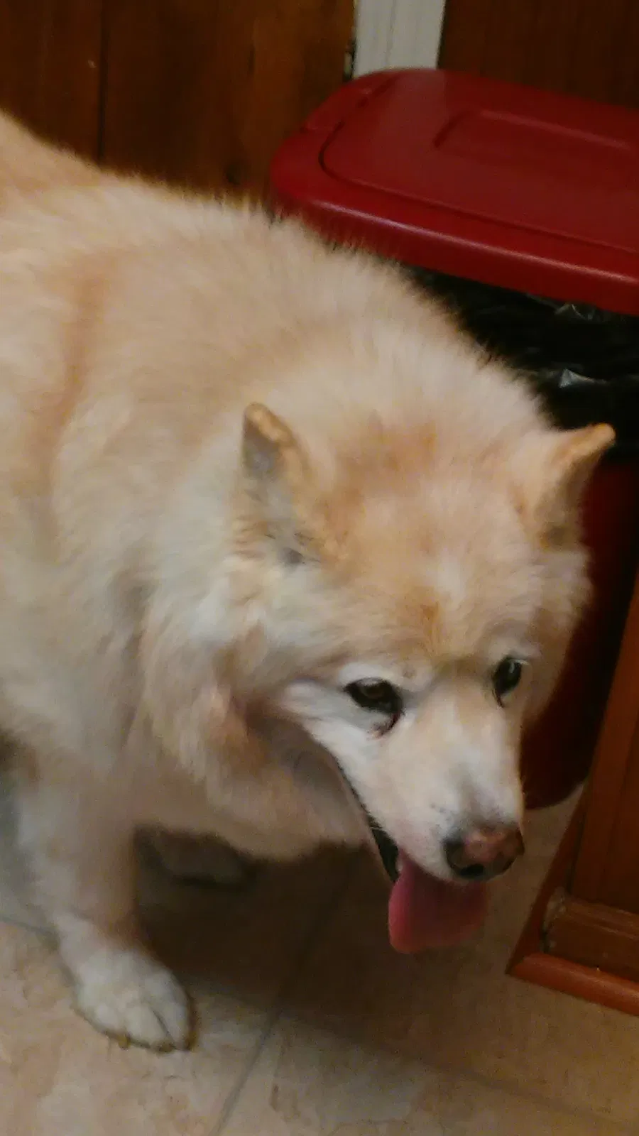 Found dog in Carlisle, PA, 17013