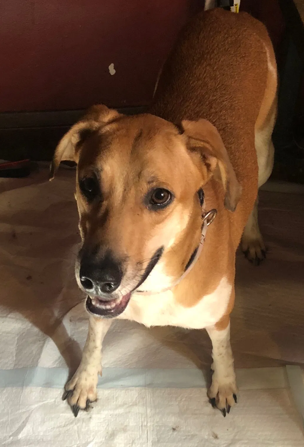 Found dog in Bellaire, OH, 43906