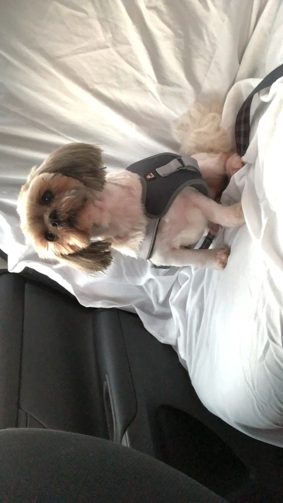 Found dog in Atlanta, GA, 30319