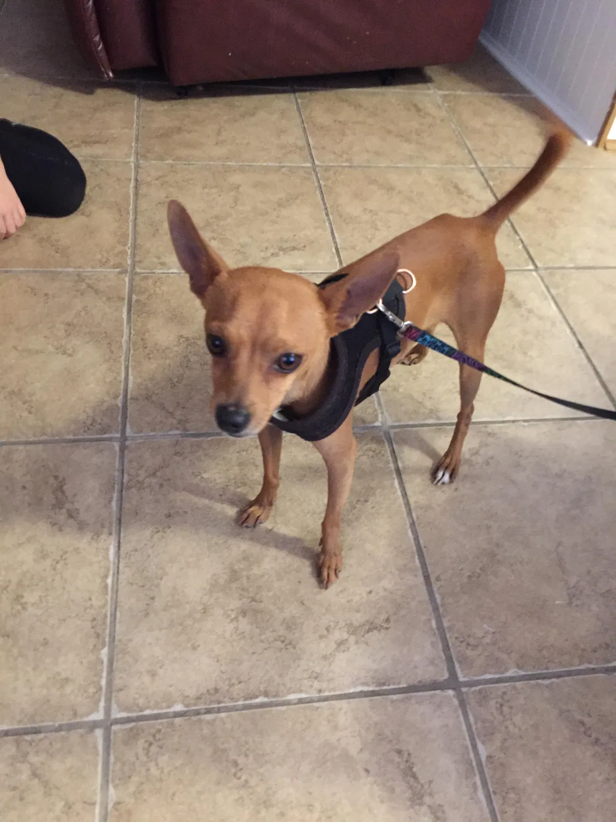 Found dog in Mesa, AZ, 85208